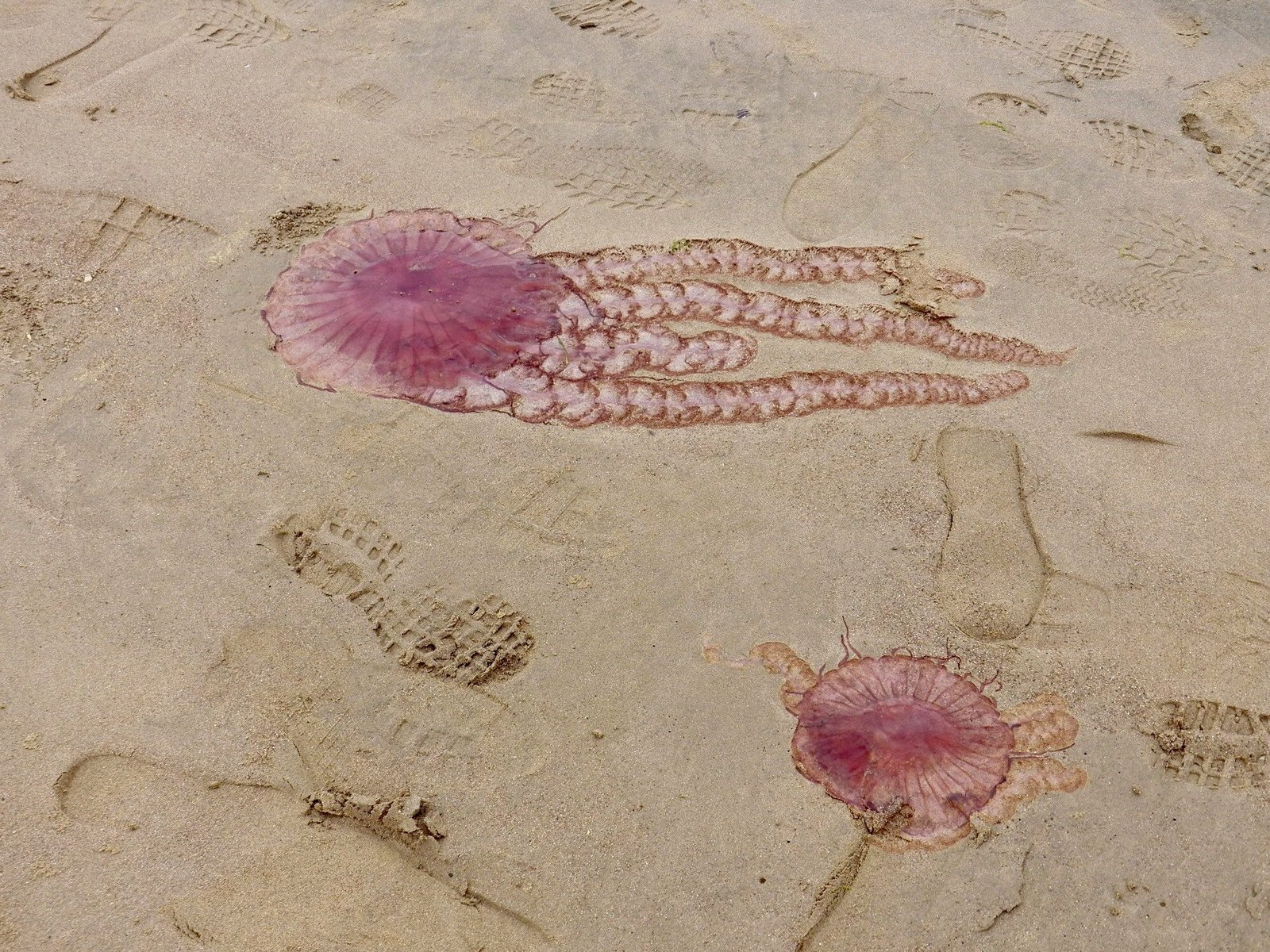 Dode roze parelkwallen op het strand.