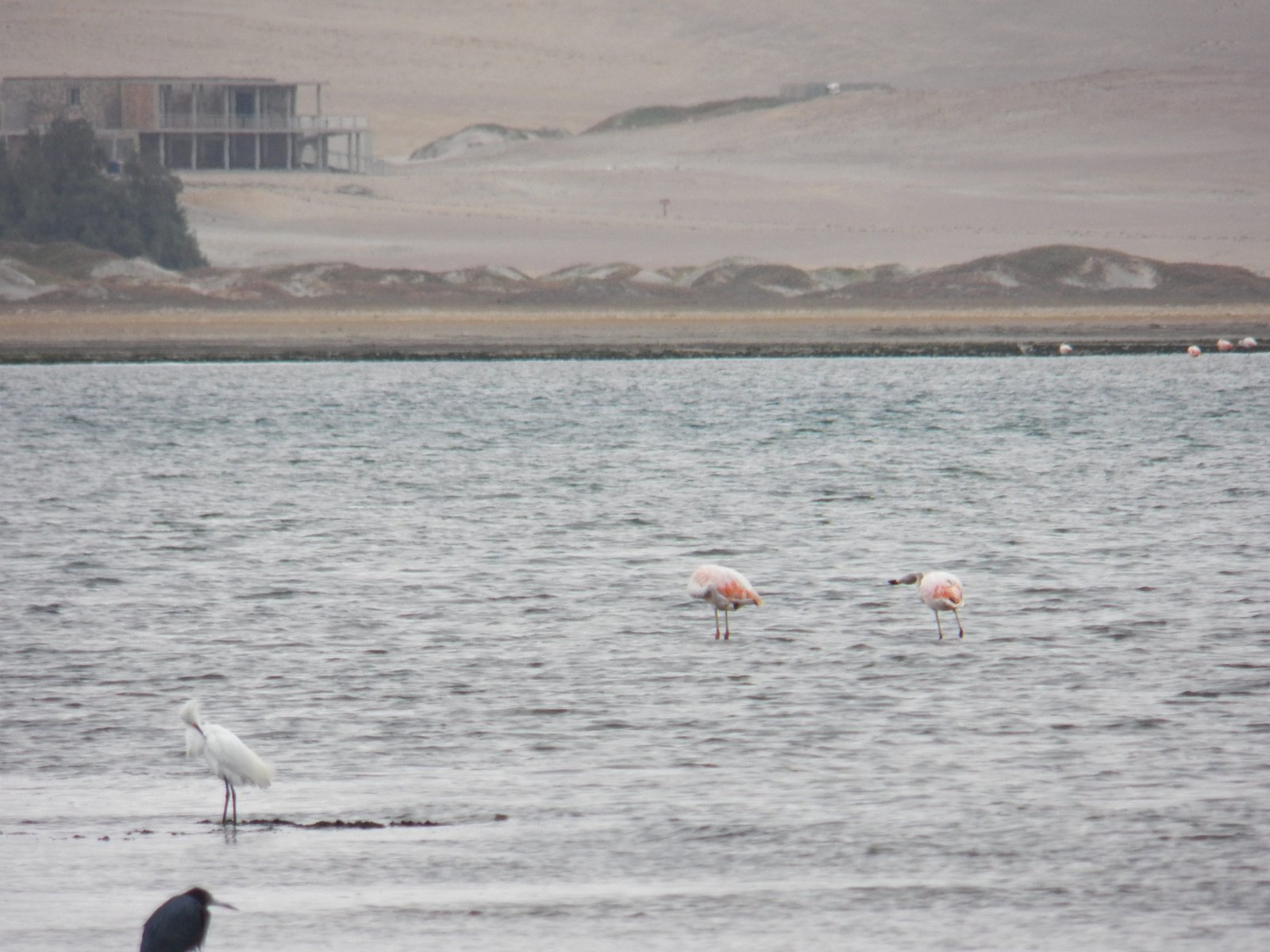 Twee flamingo's in zee.