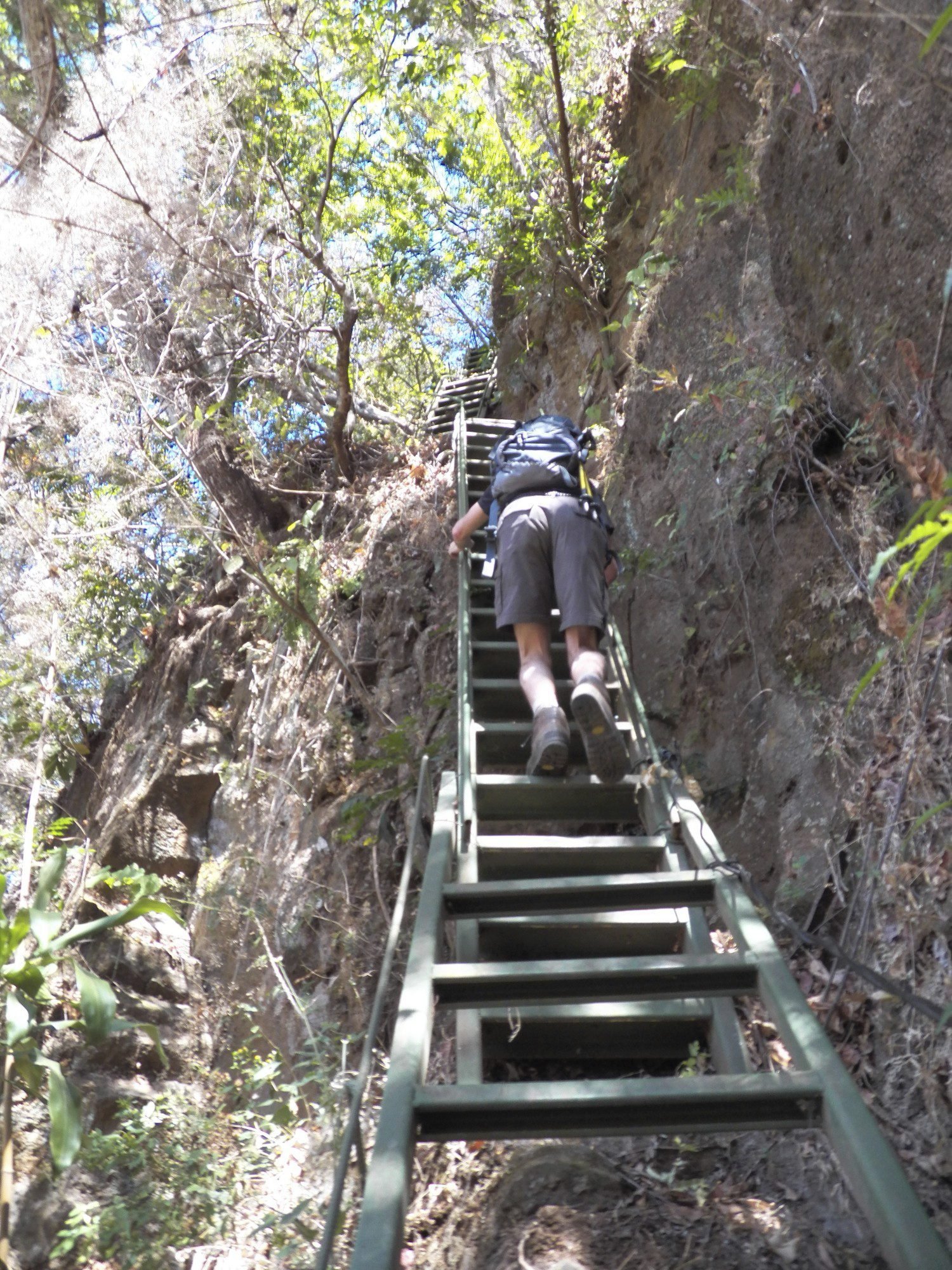 Toerist op steile ladder op rots in oerwoud.