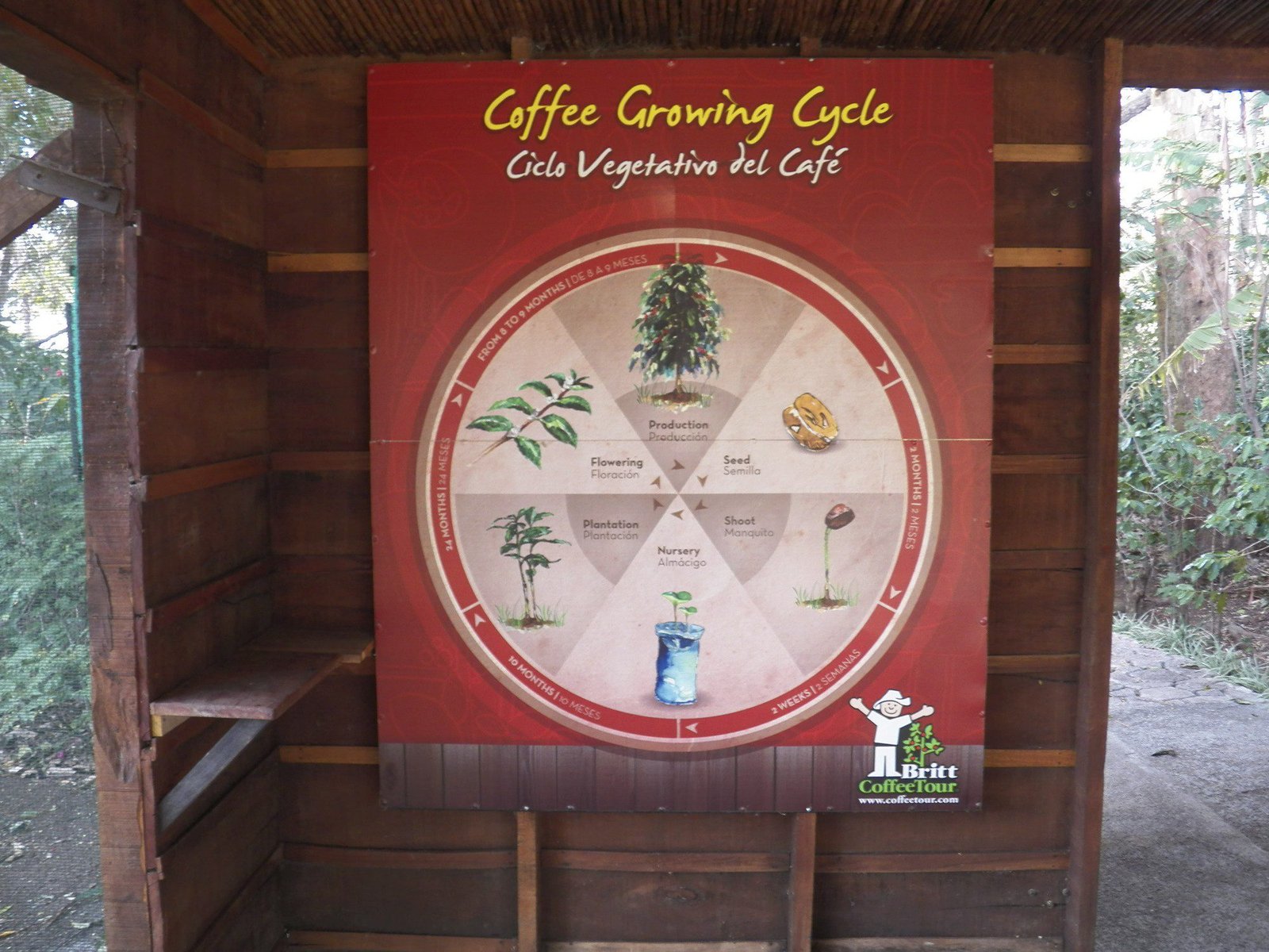 Bord meet uitleg over koffie groeicyclus.