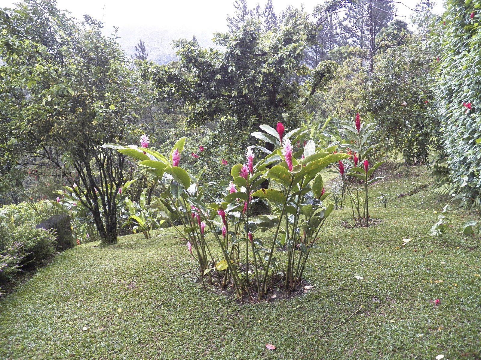 Tropische tuin met roze bloemen.