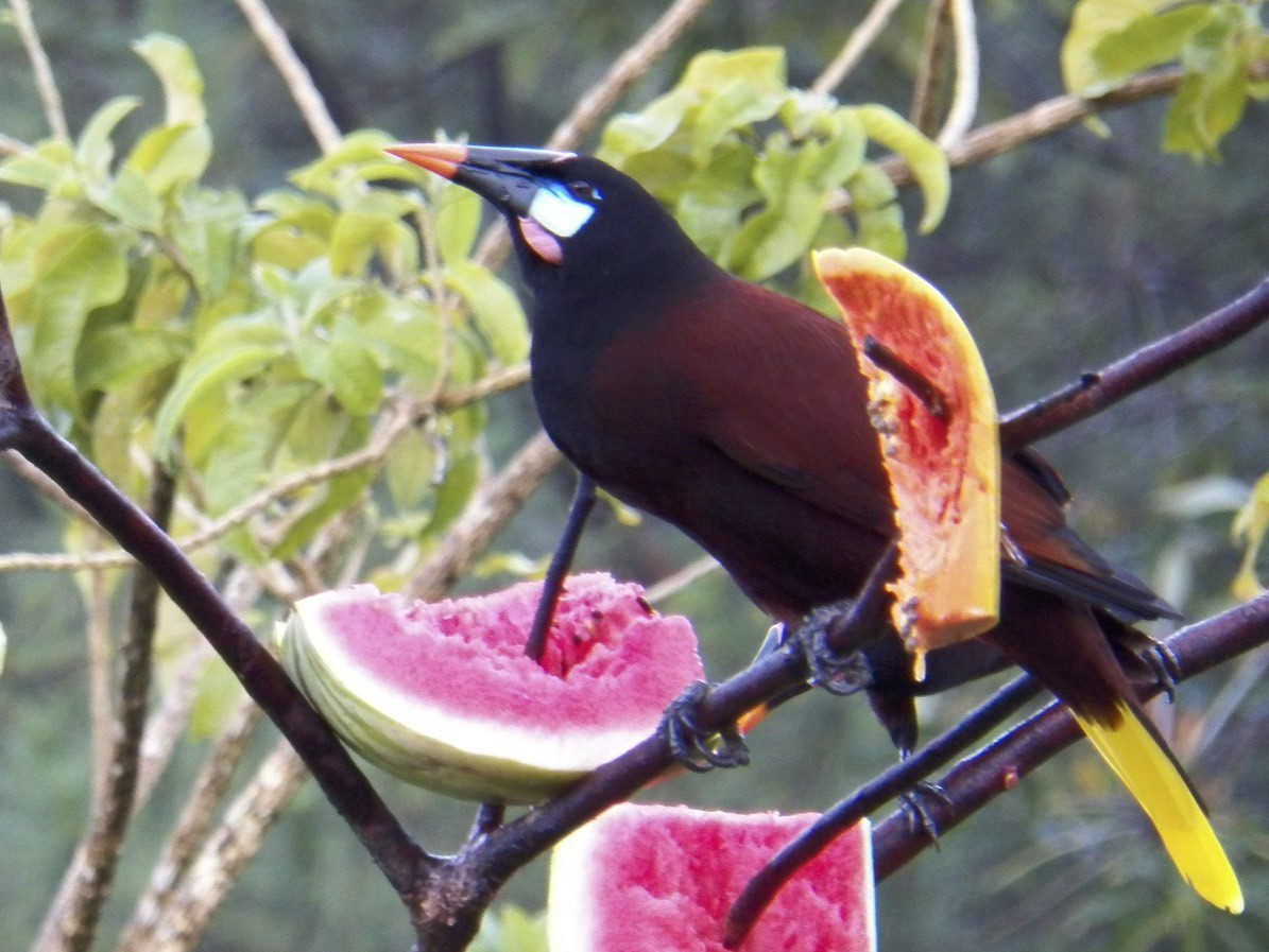 Montezuma's Oropendola: zwarte vogel met kleurrijk aangezicht.