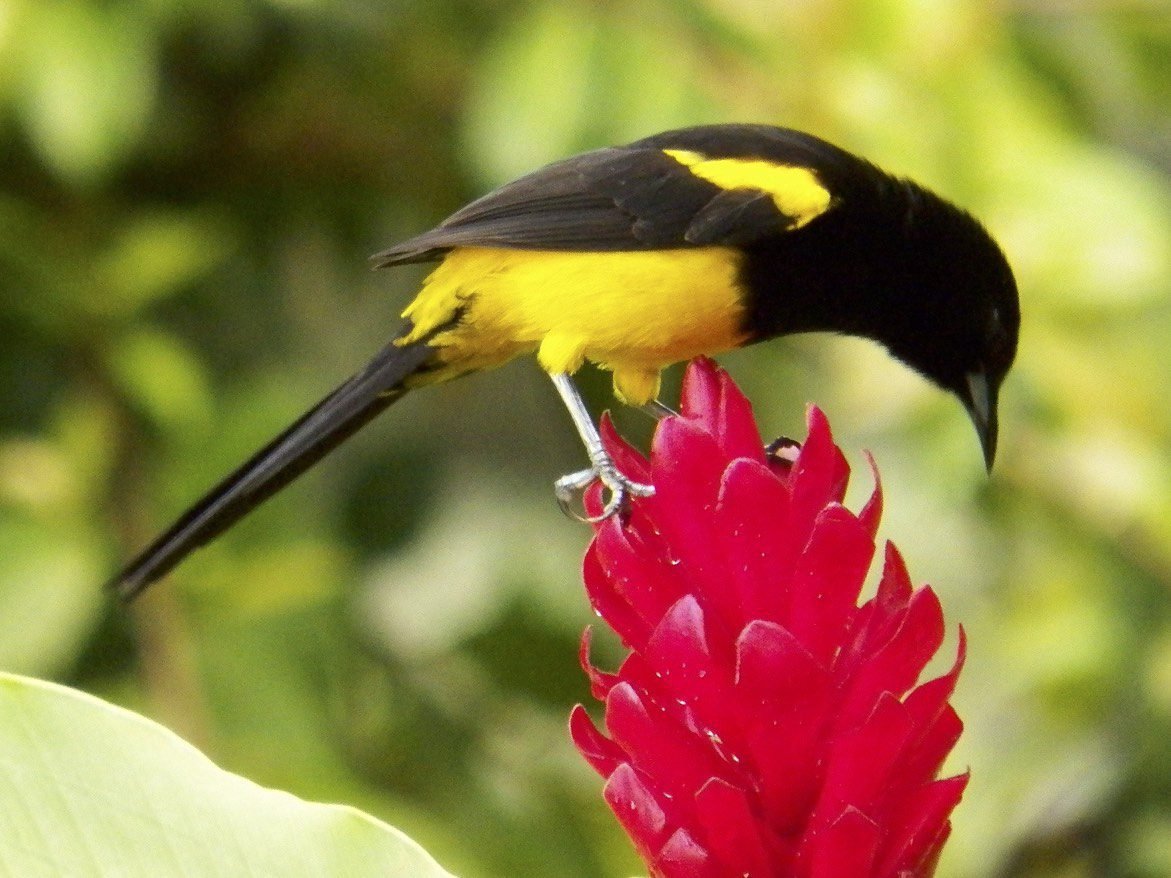Geel-zwarte vogel op rode bloem.
