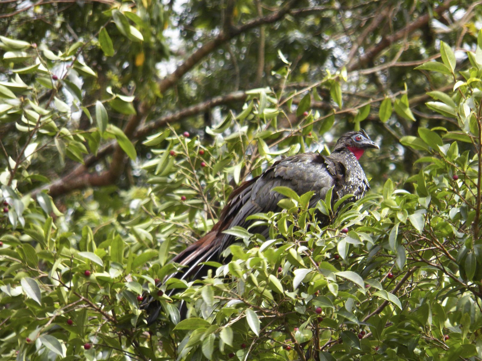 Kuifsjakohoen in boom: grote, zwarte vogel met rode keer.