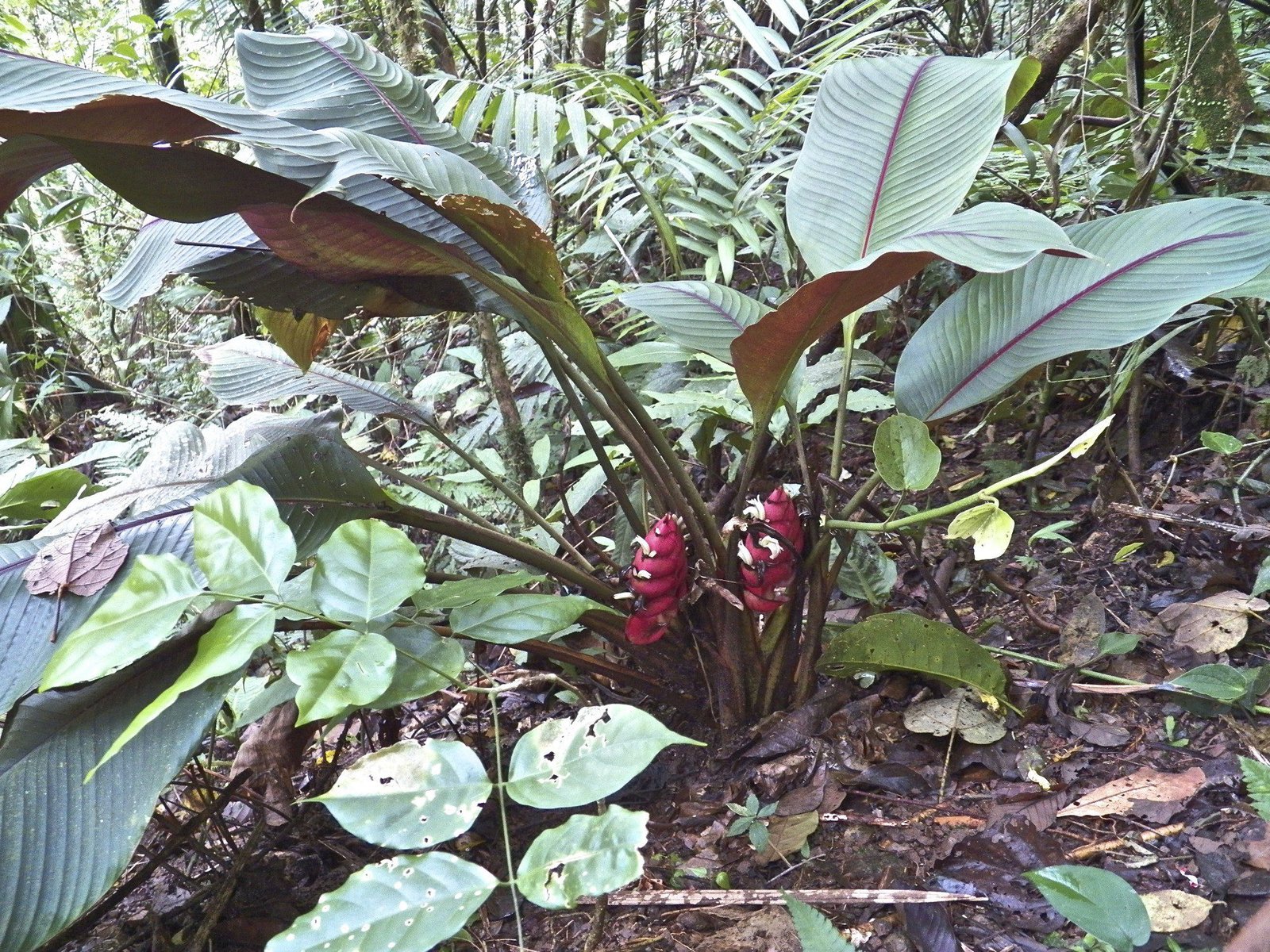 Exotische plant met rode vruchten in oerwoud.