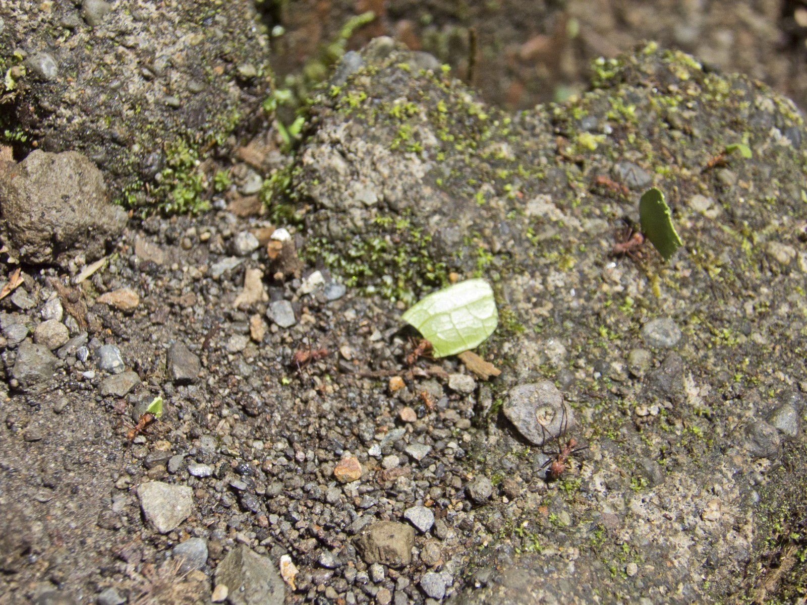 Bladsnijder mieren met groene blaadjes.