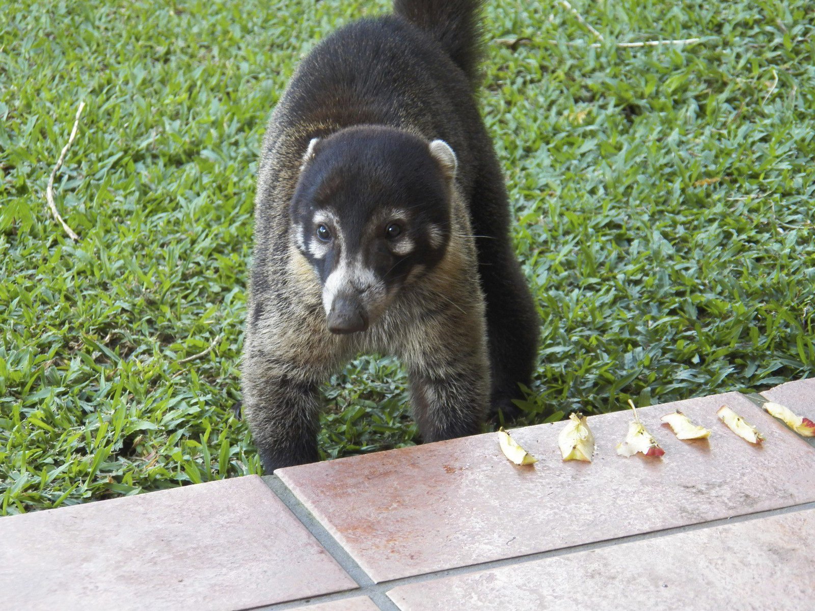 Close-up van coati.