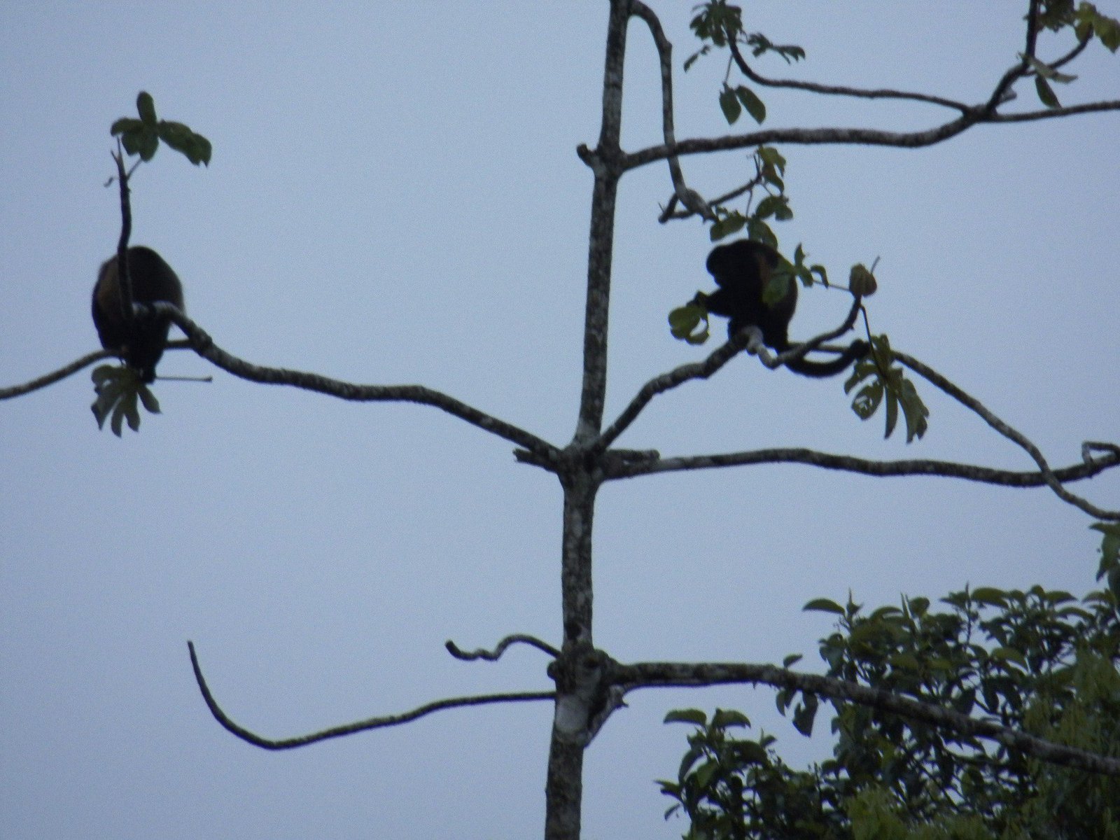 Silhouetten van brulapen in bomen.