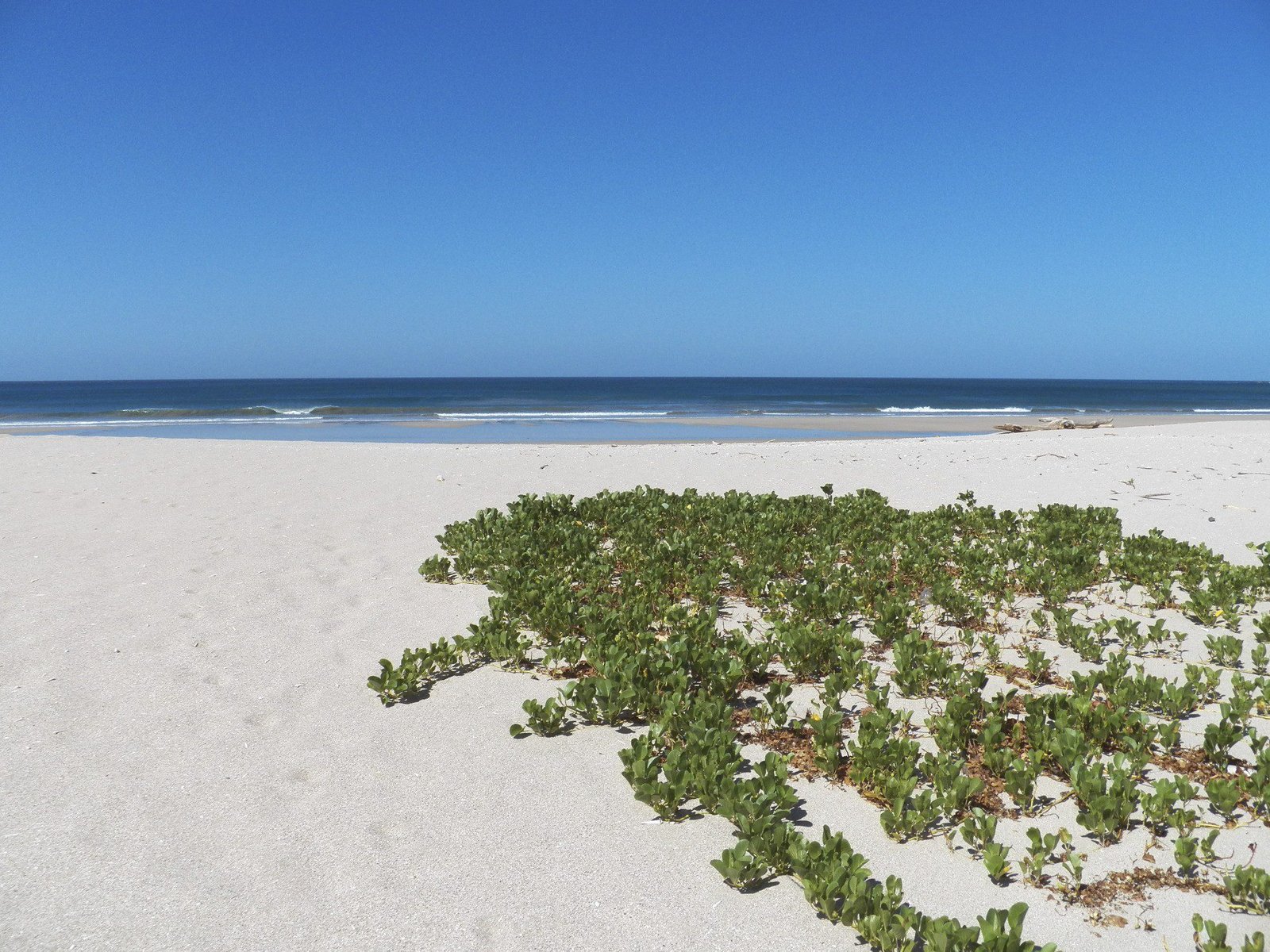 Wit zandstrand met rechts begroeiing (geitenhoefwinde).