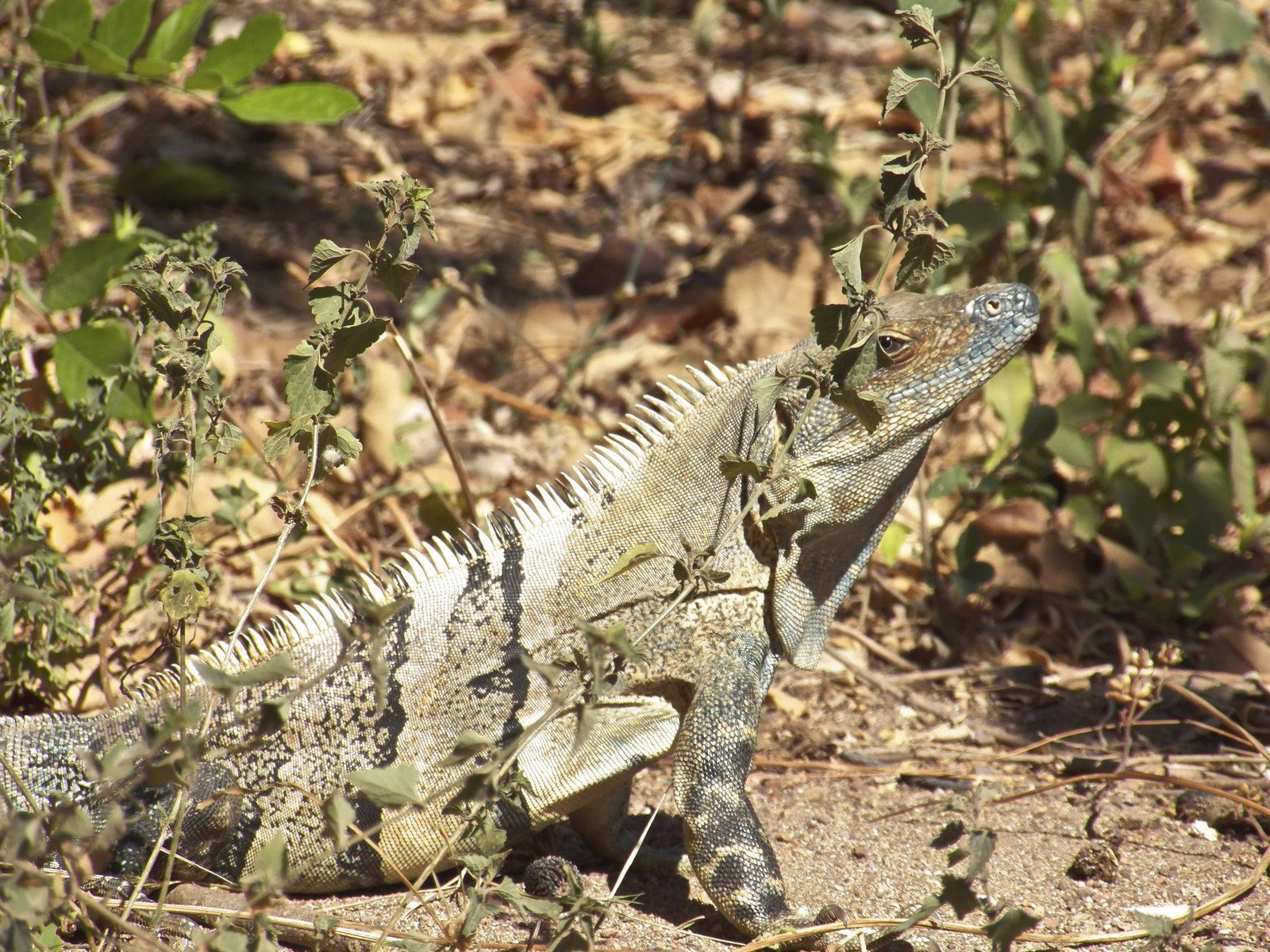 Close-up van leguaan.