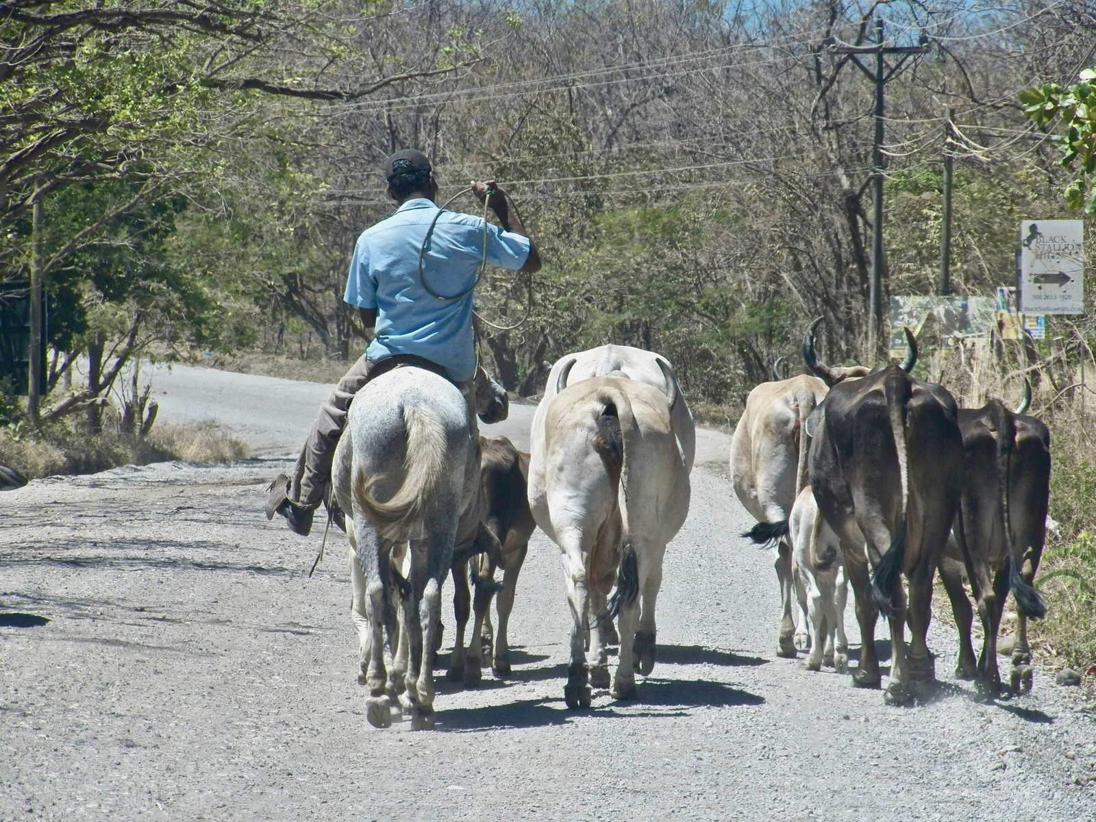 Koeien op de weg met een begeleider te paard.
