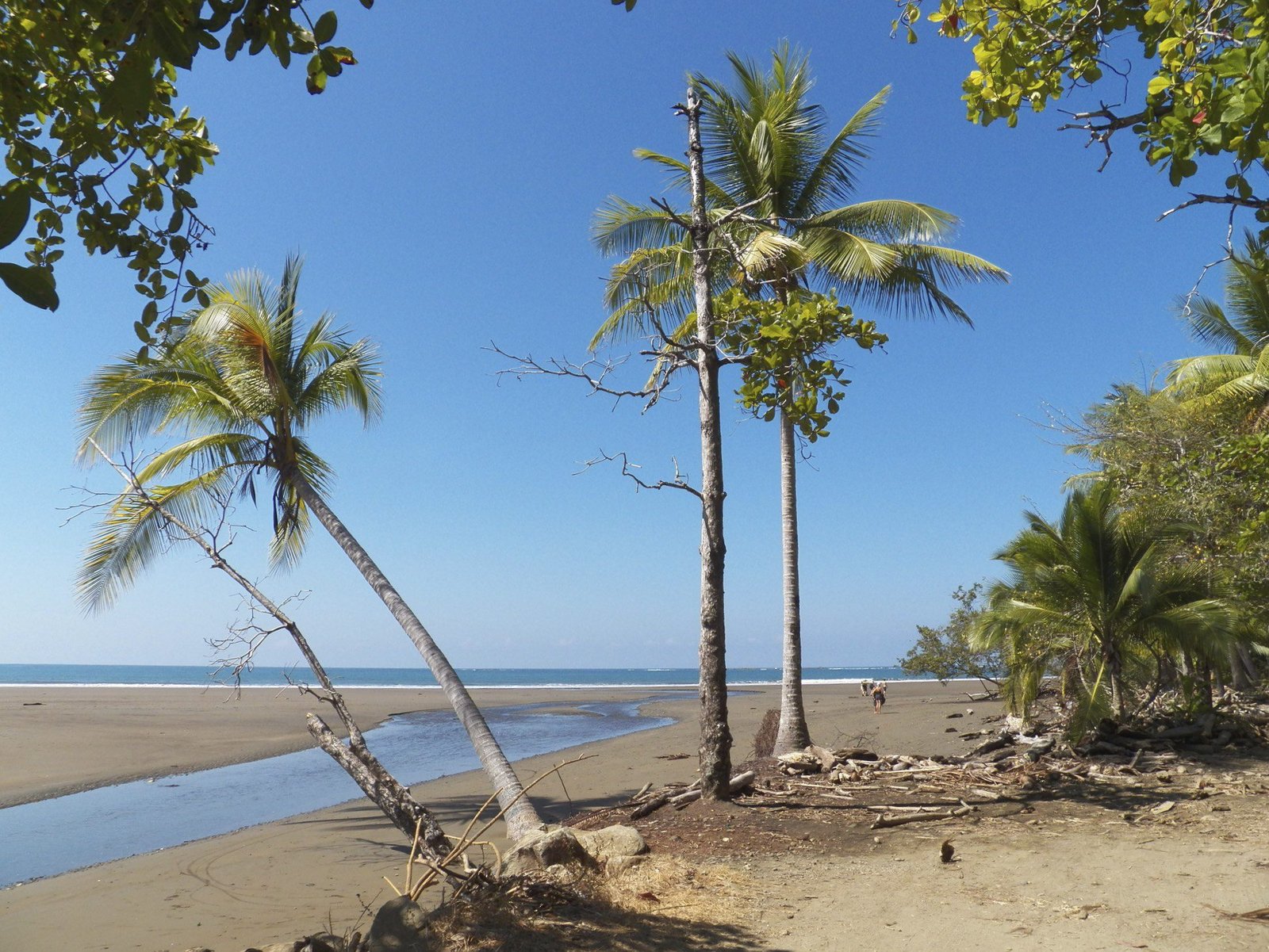 Verlaten tropisch strand met palmbomen.