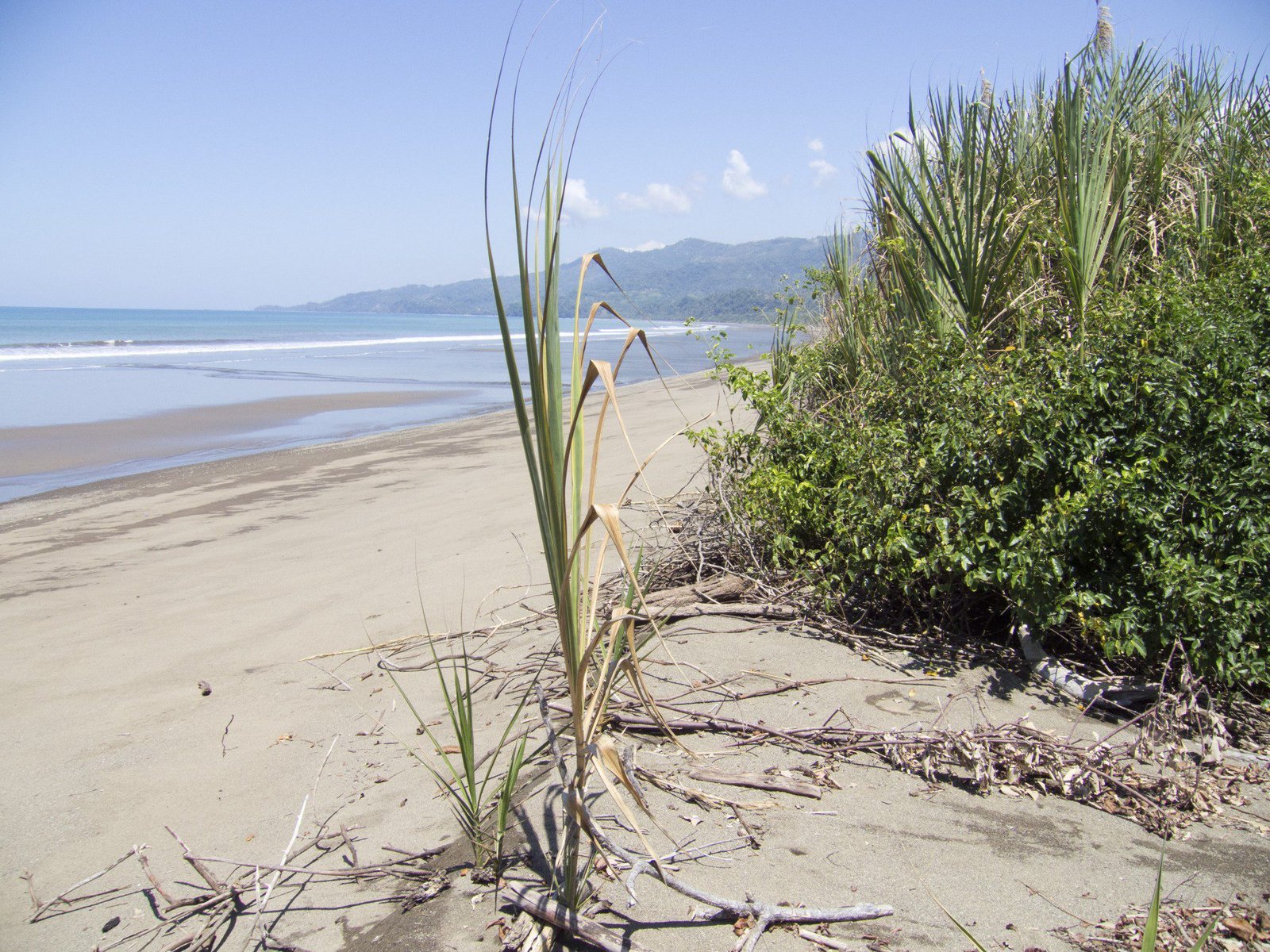 Tropisch, verlaten strand met riet.