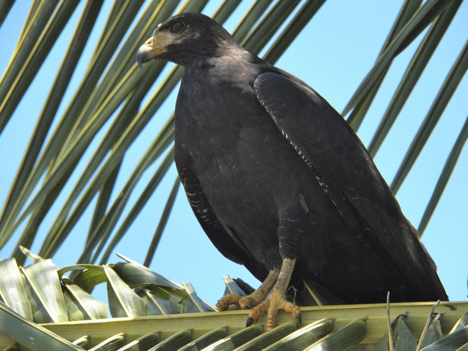 Grote zwarte vogel in palmboom: "common black hawk".