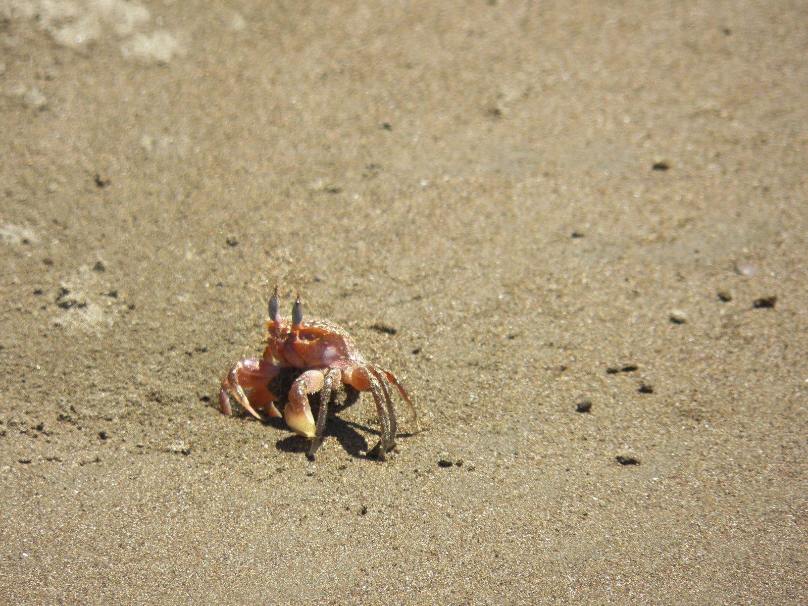 Oranje krabje op strand.