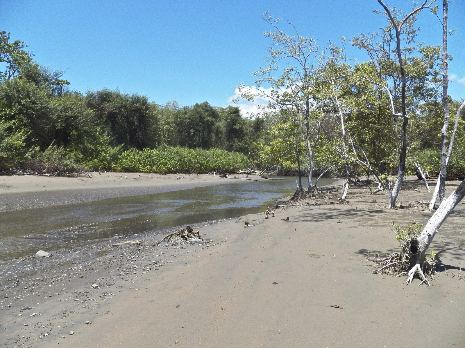 Riviertje uit mangrove-bos op strand.