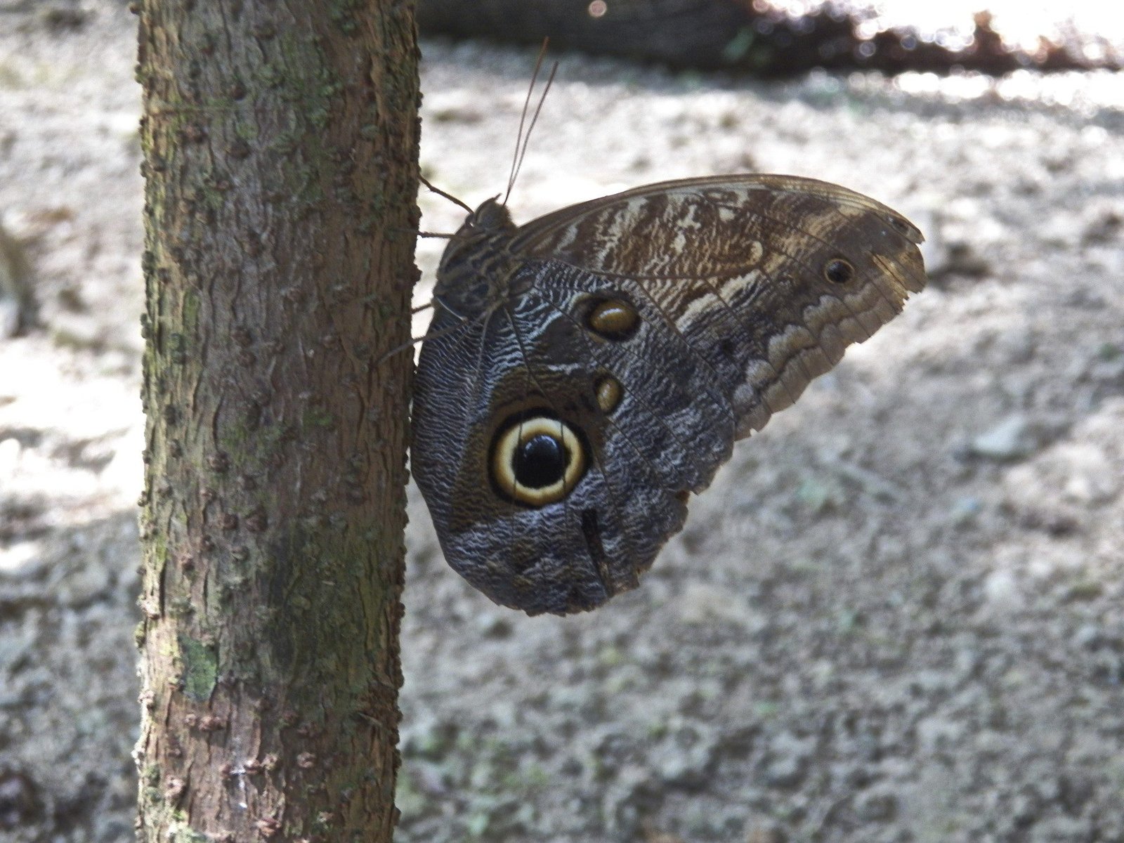 Uilvlinder: grijs-bruin met een "vals" oog.