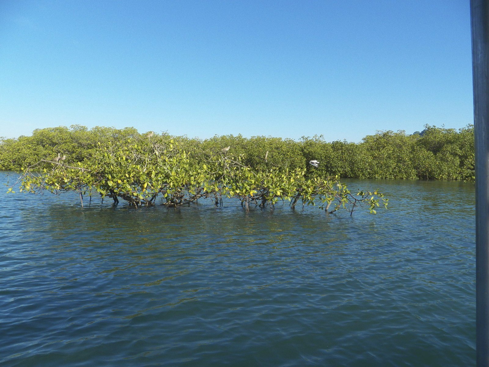 Mangrove-bosje omringd door water.