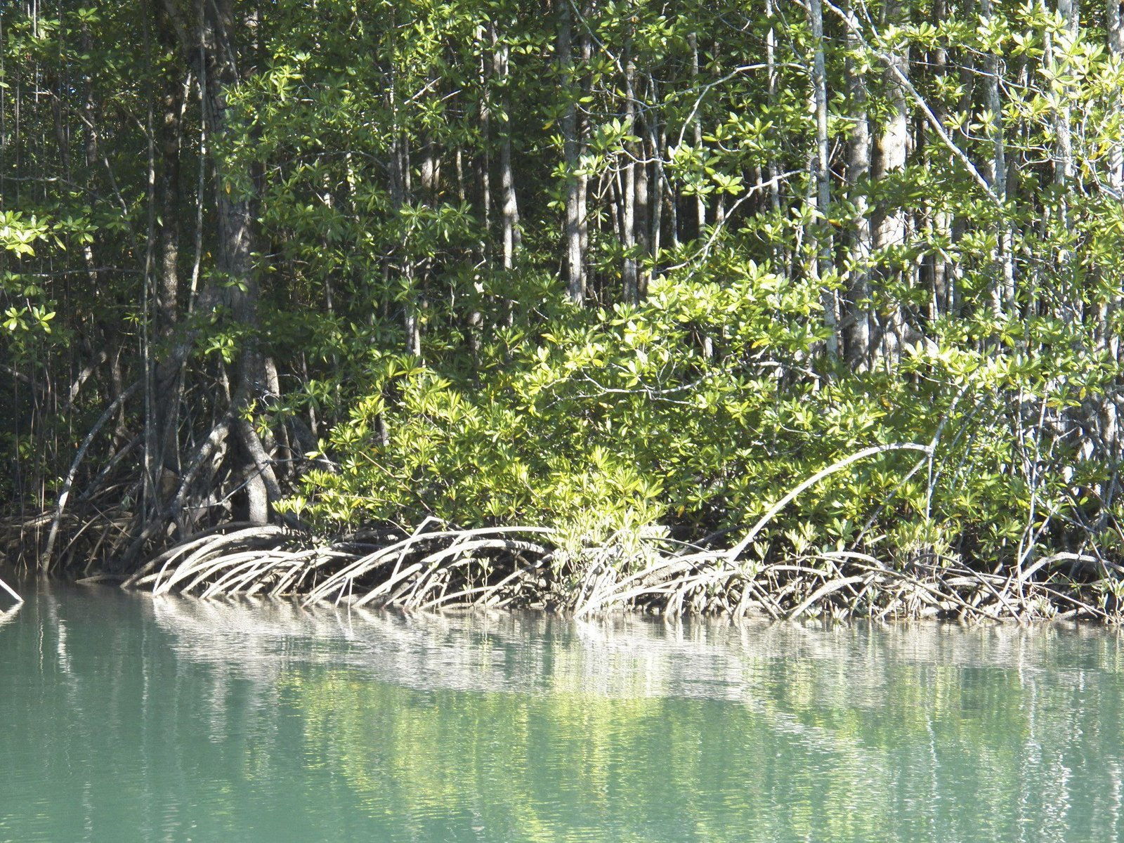 Close-up van wortels van mangrove bos.