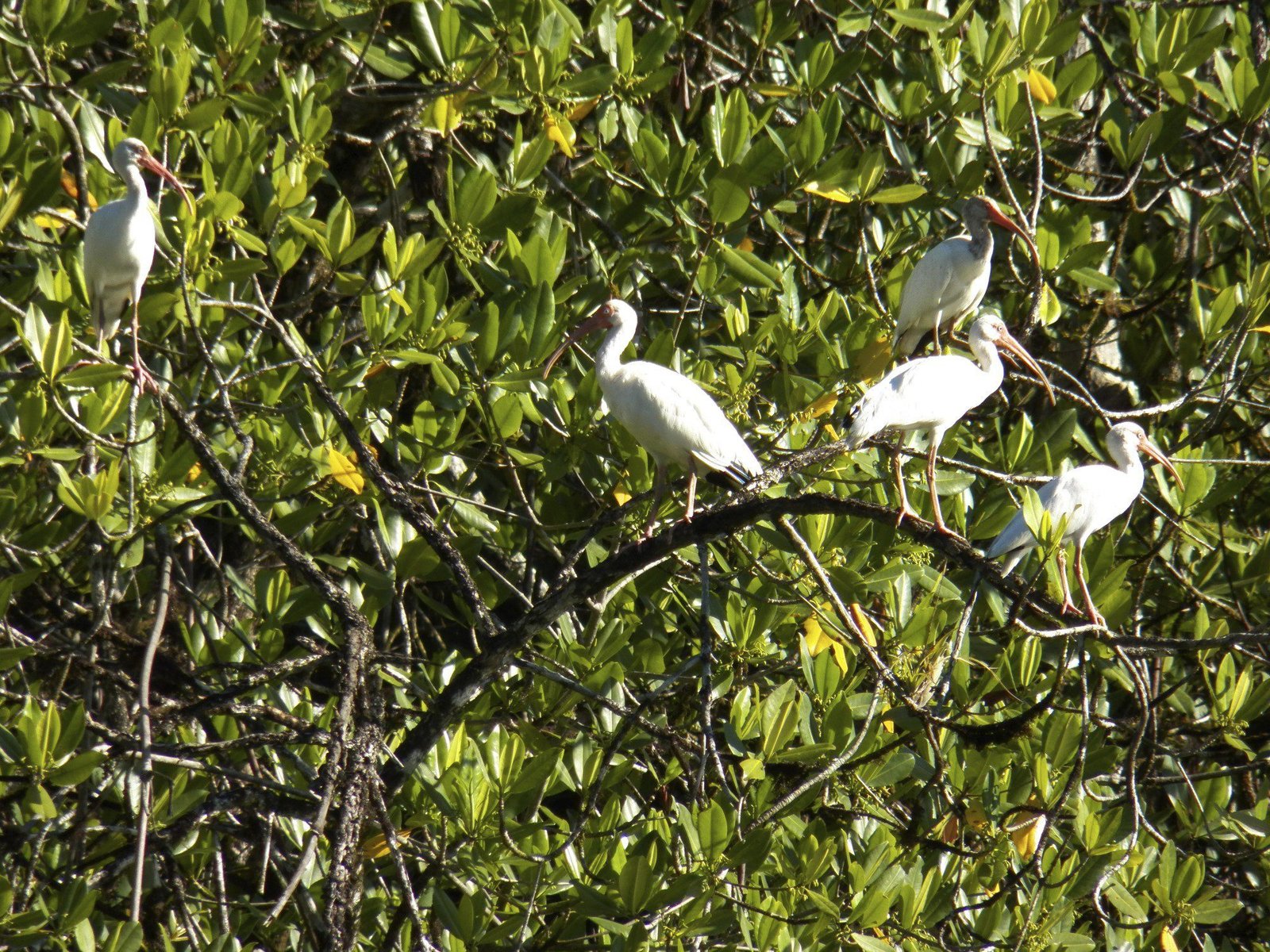 Witte ibissen op tak in bladerdek.