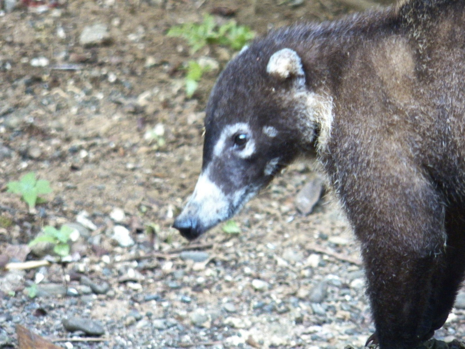 Close-up van witsnuit-coati.