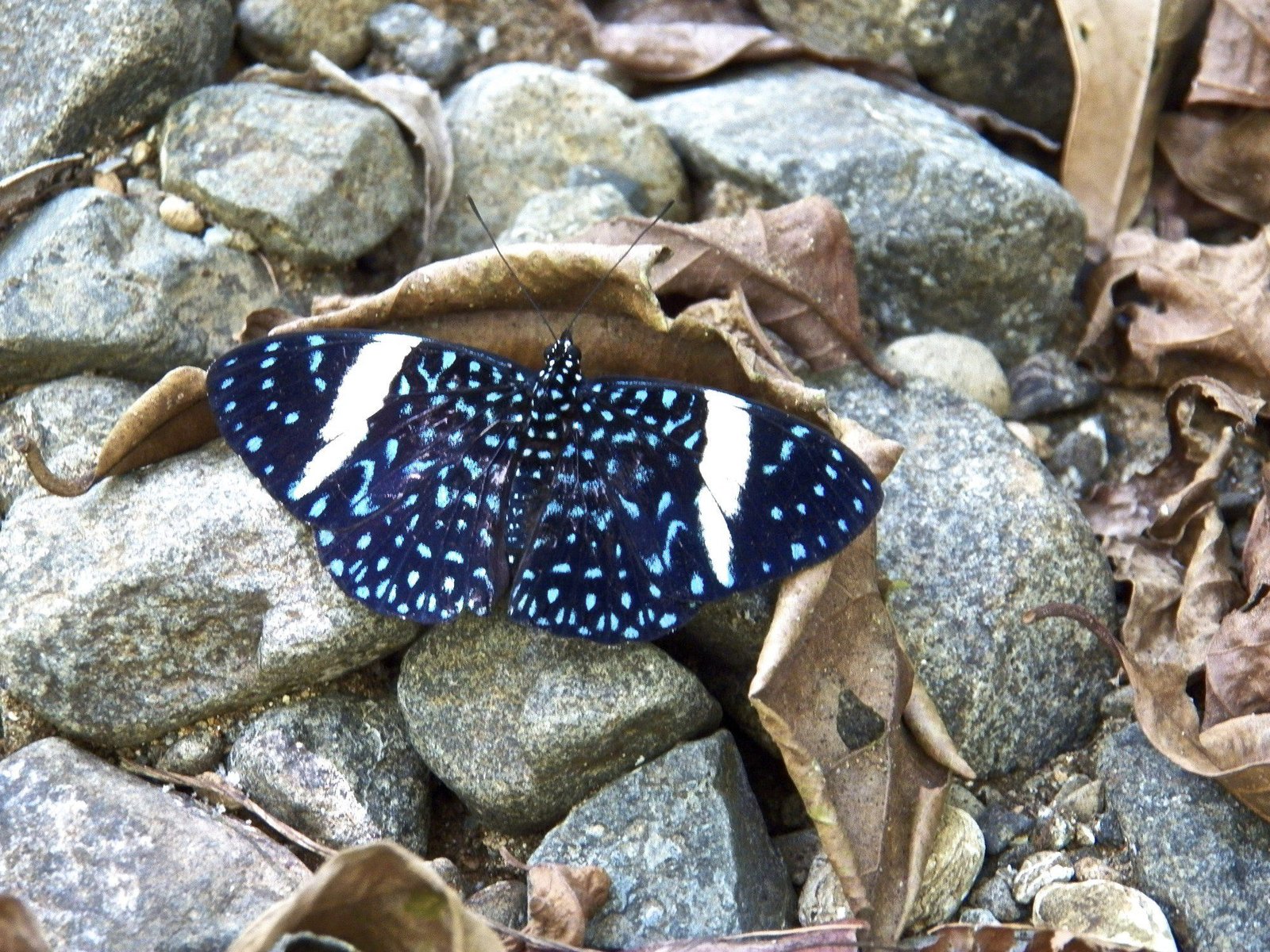 Hamadryas laodamia: donkerblauwe vlinder met lichtblauwe stippen en op elke vleugel een witte streep.