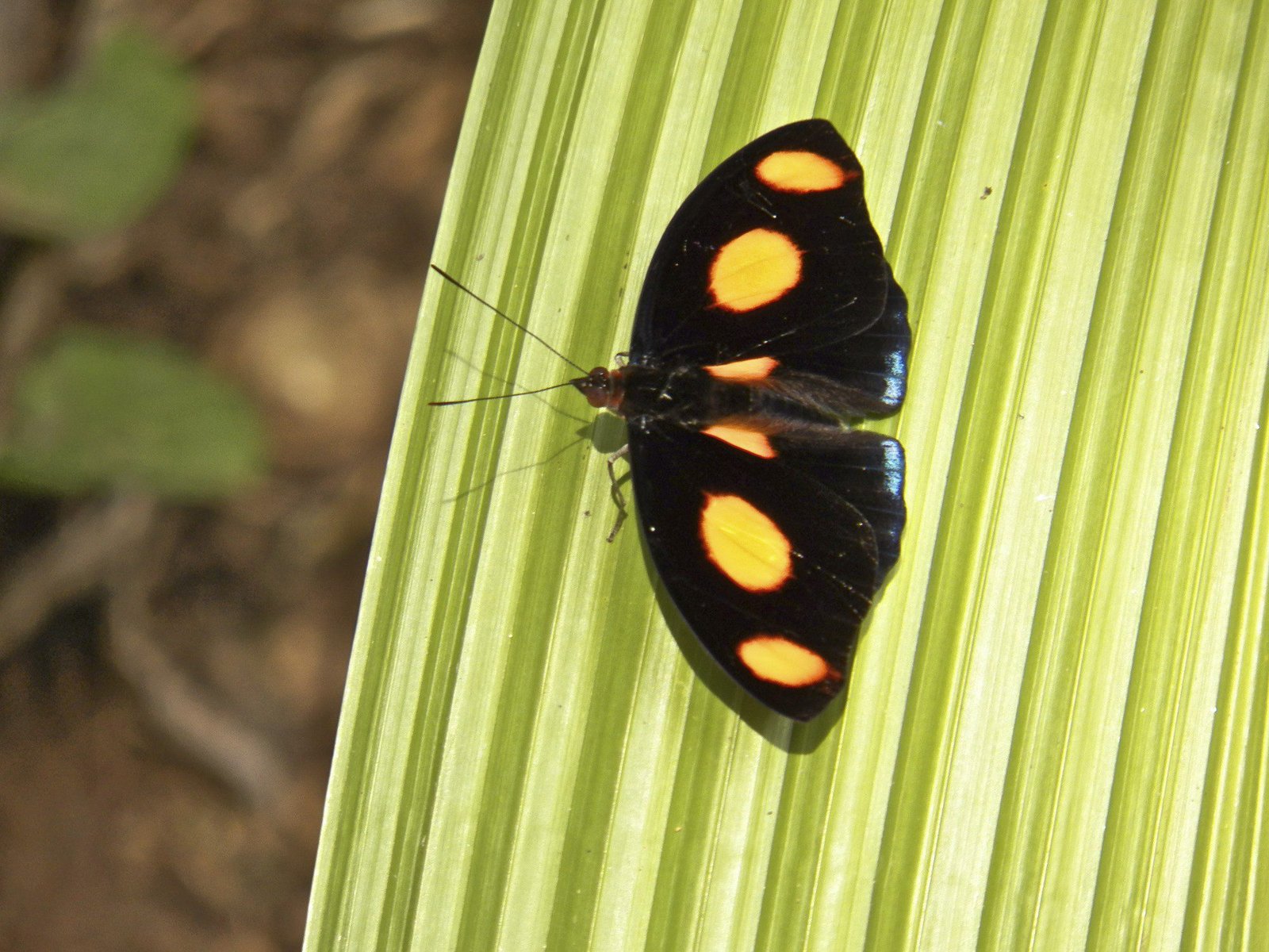 Catonephele numilia: zwarte vlinder met grote oranje bollen op vleugels en blauwe randen onderaan.