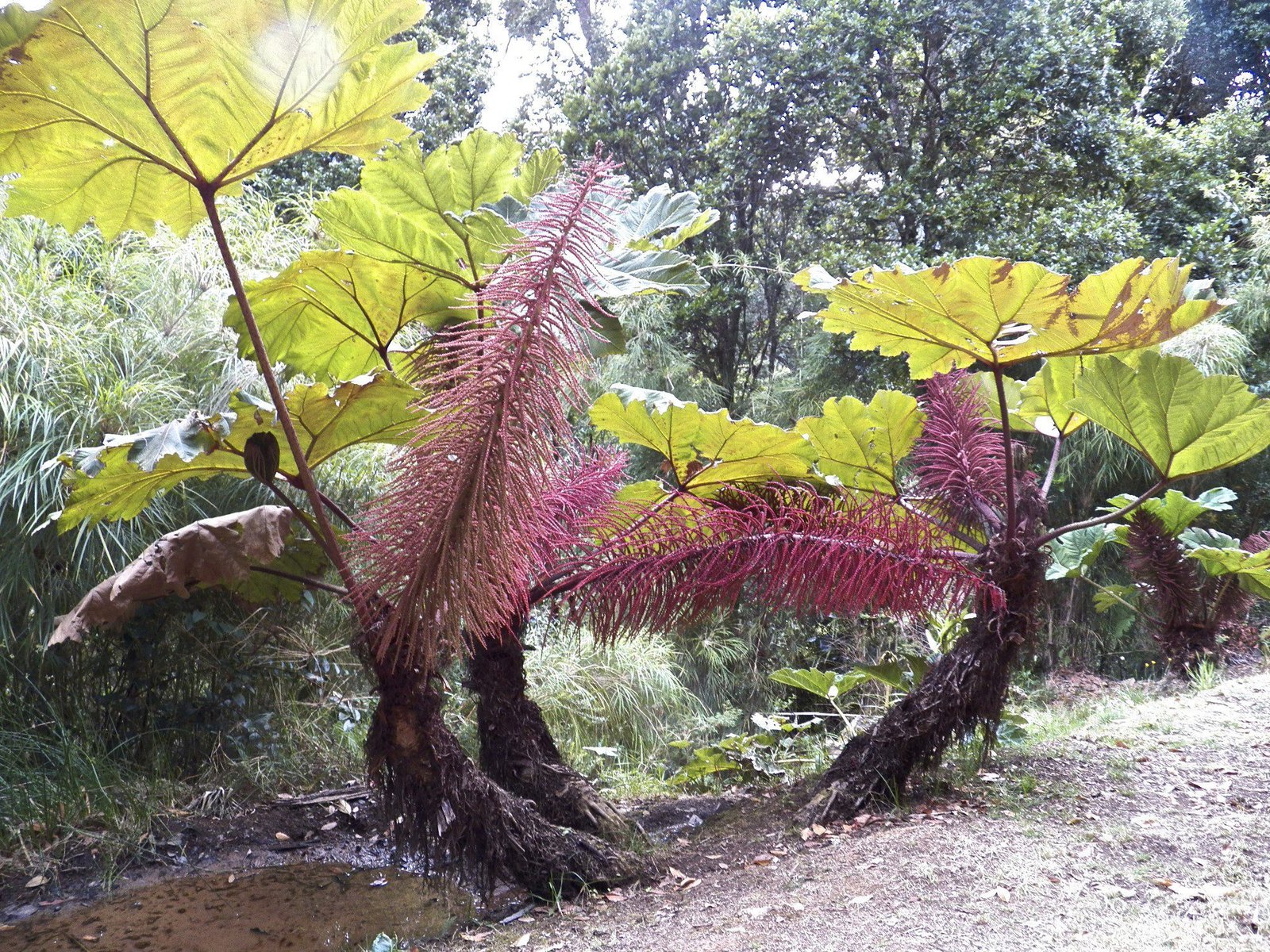 Planten met grote bladeren en roze pluimen.