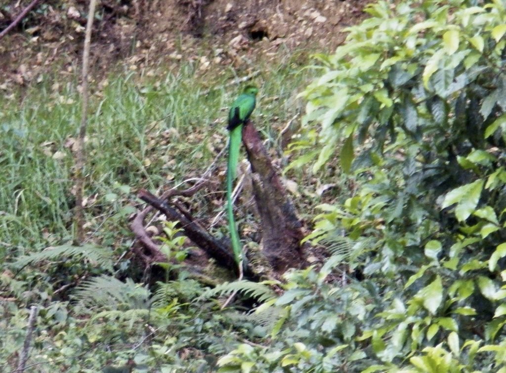 Groene quetzal met zwarte streep op hoofd op boomstronk.