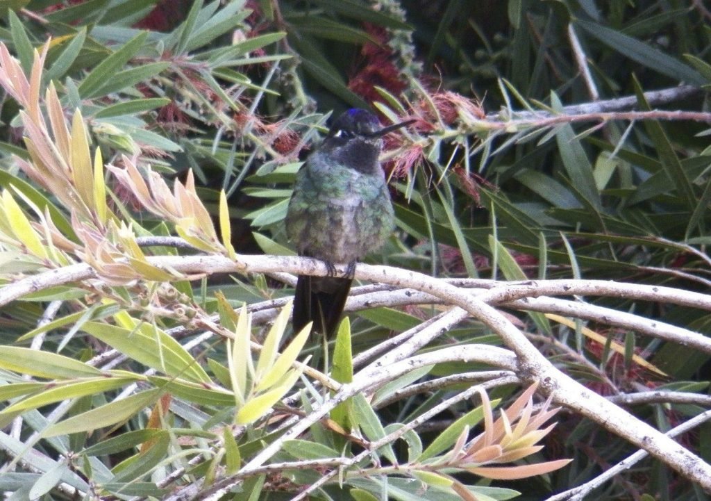 Blauw-groene colibri op tak.
