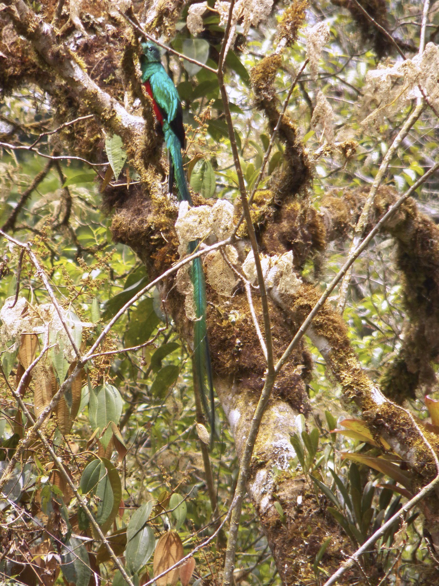 Irridiserend-groene quetzal met rode buik.
