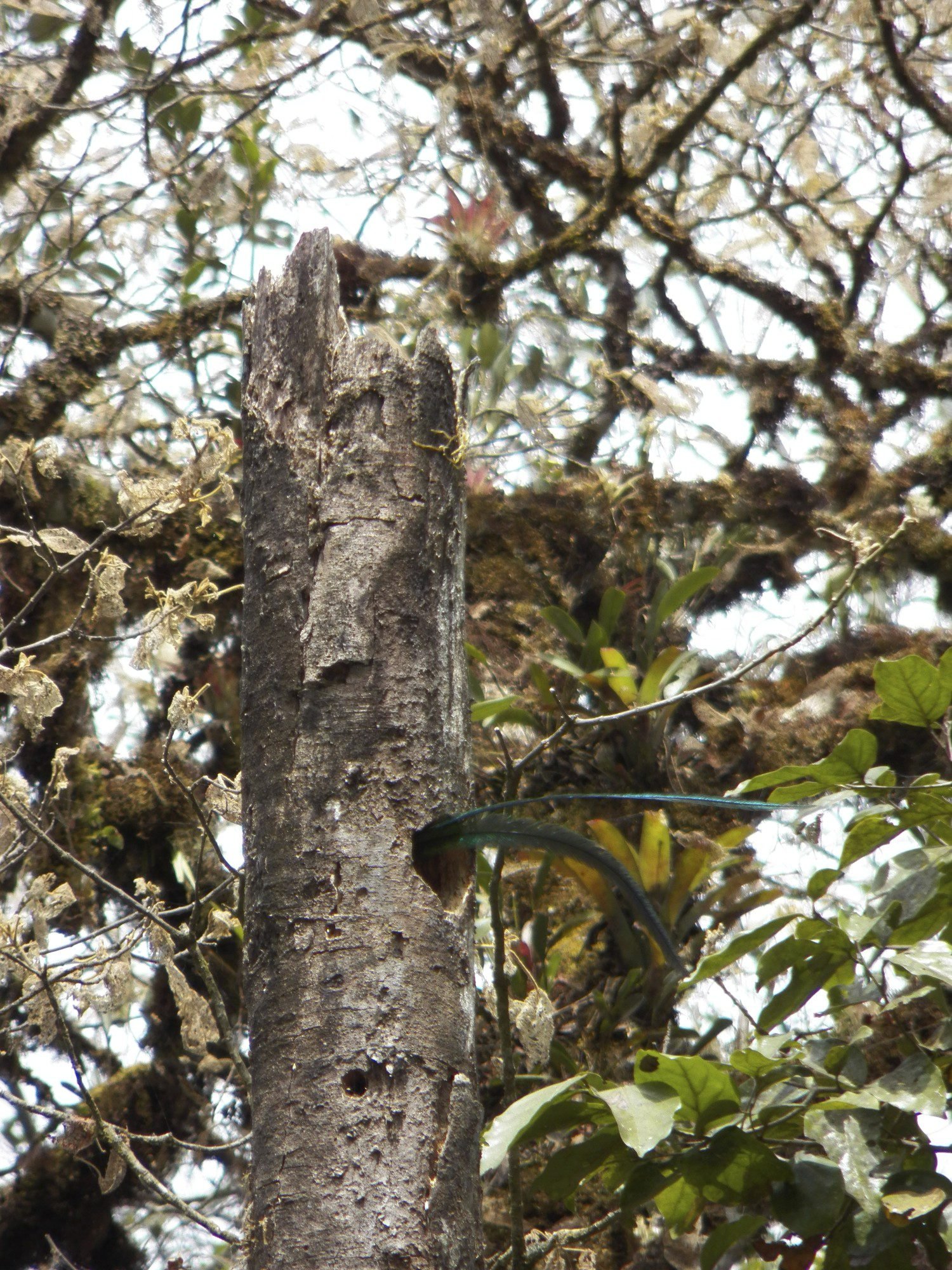 Dode boom met gat waaruit staartveren van Quetzal komen.