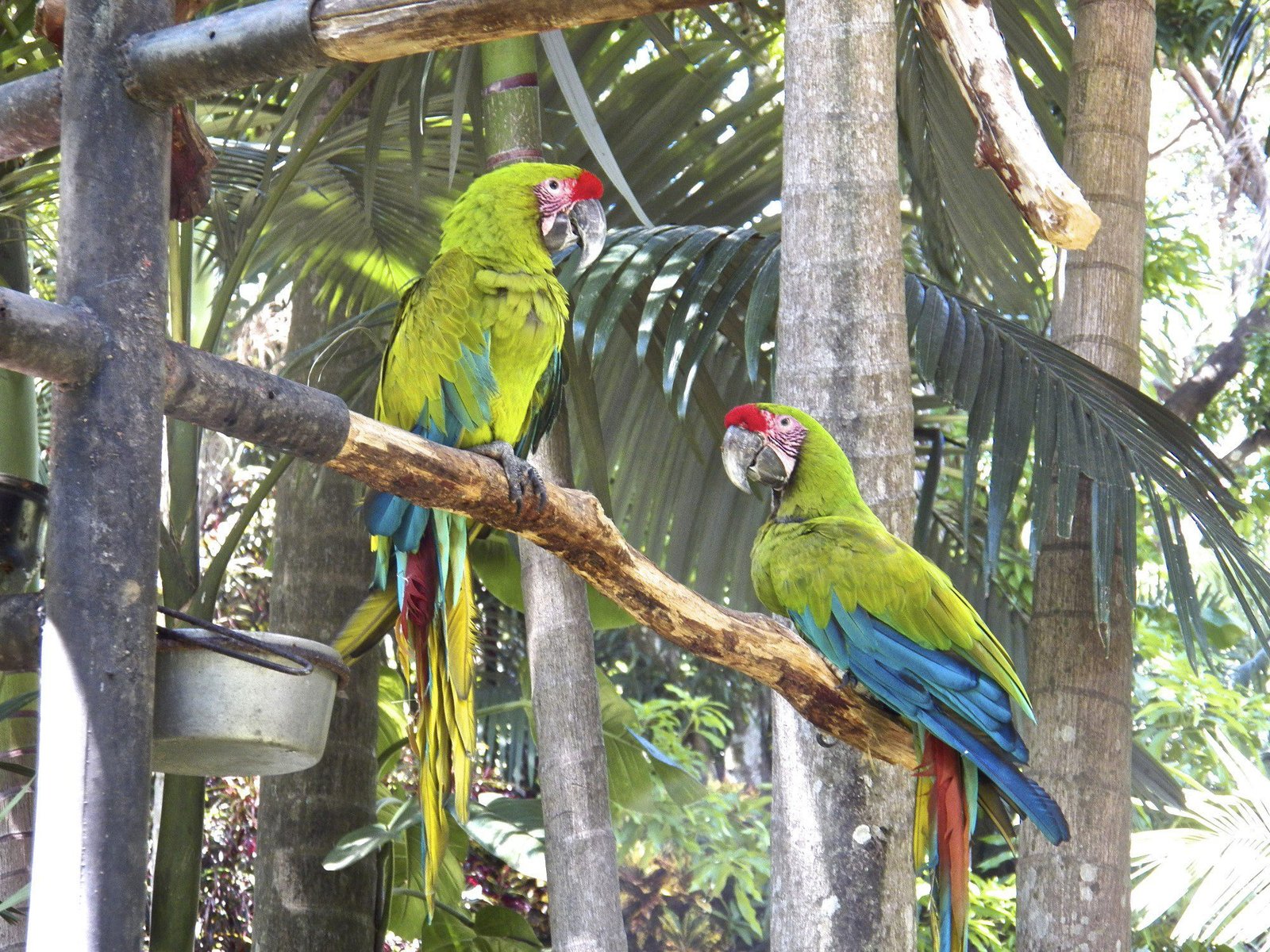 Twee grote groene ara's.