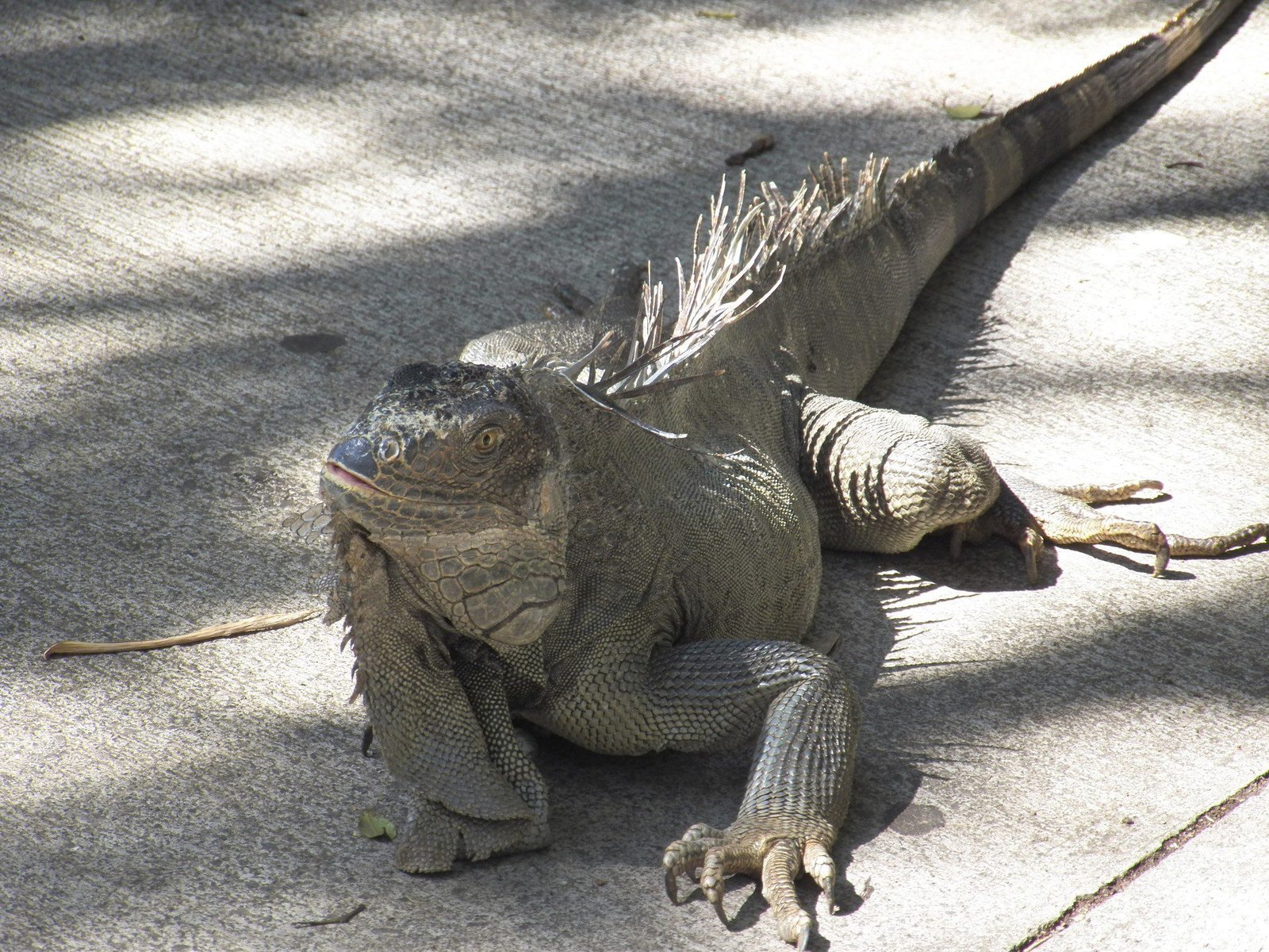 Close-up van leguaan.