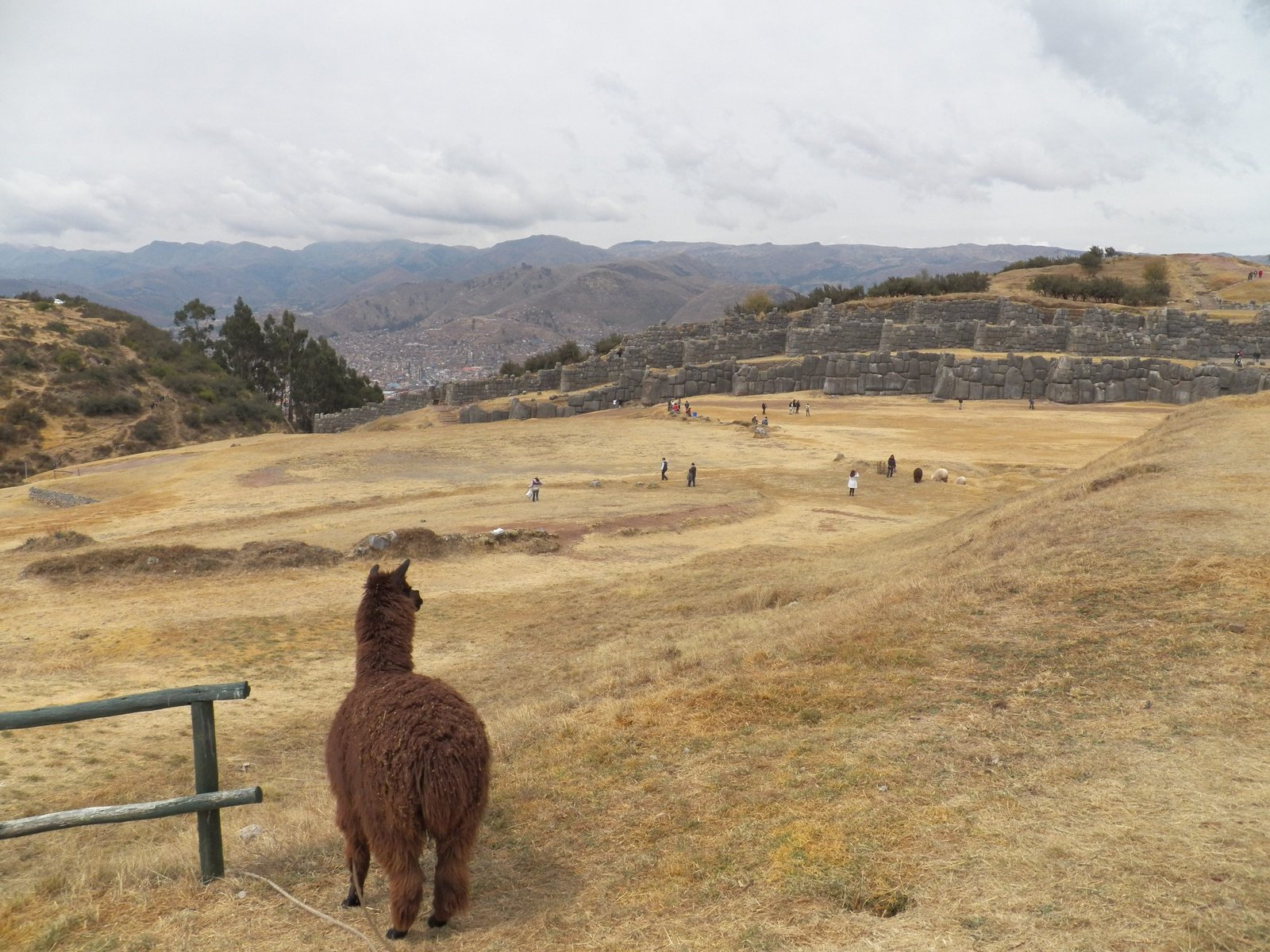Alpaca links; uitgestrekt , geel gasveld voor muren van Sacsayhuaman.