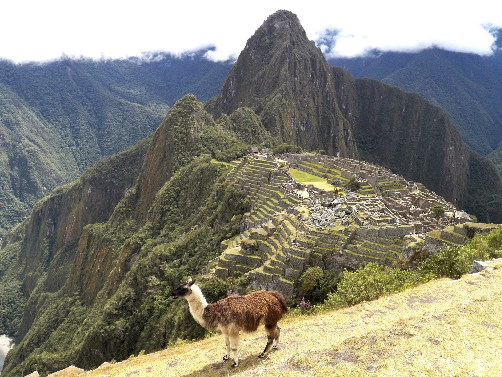 Iconisch panorama van Machu Picchu met lama op de voorgrond.