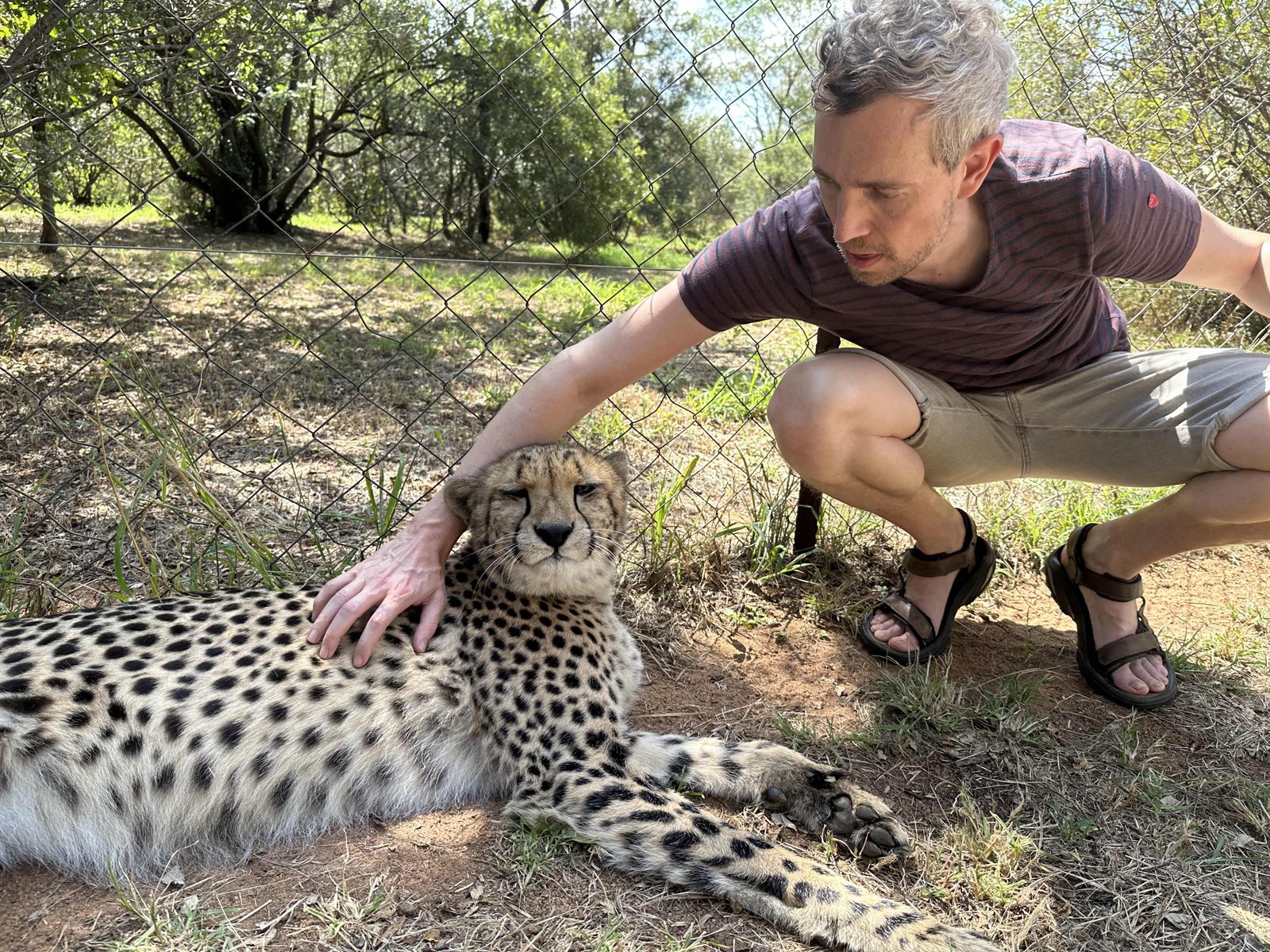 Ukutula lodge: toerist aait jachtluipaard. 