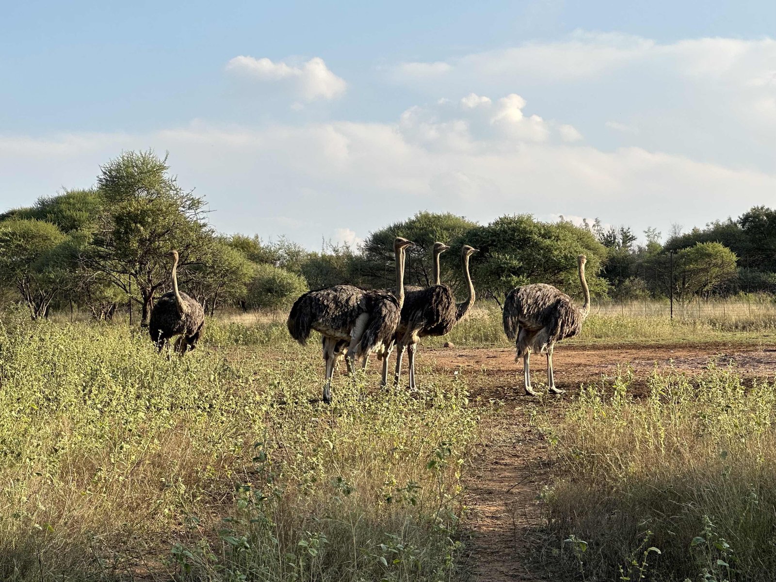 Ukutula lodge: struisvogels tussen struiken. 