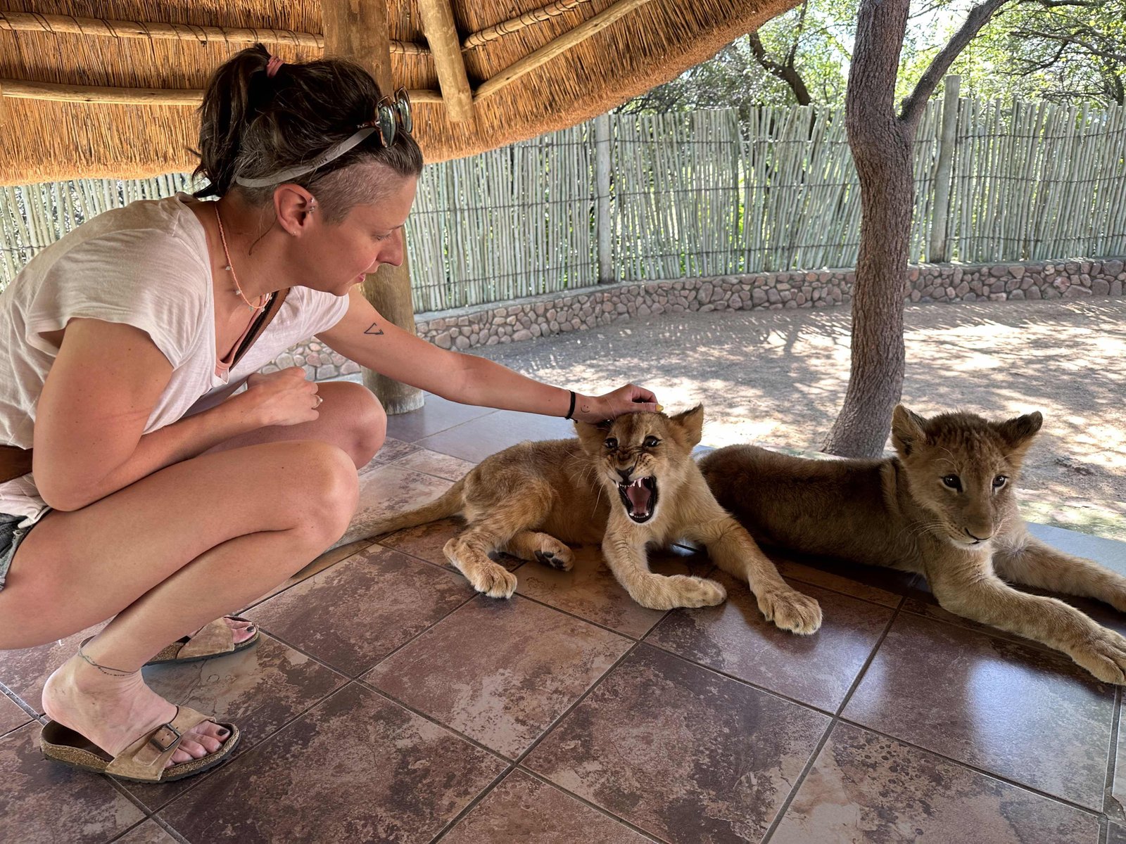 Ukutula lodge: toeriste aai tleeuwenwelpje. 