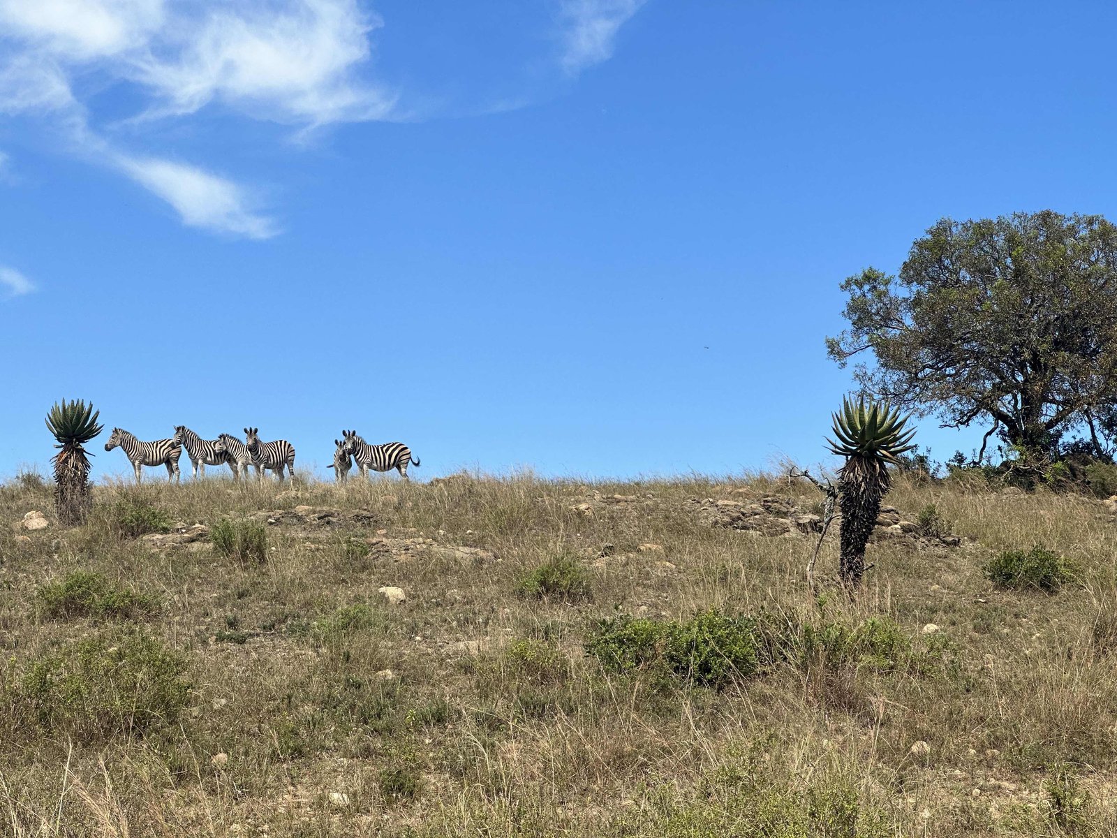 Zebra’s op horizon met blauwe lucht op achtergrond en savanne op voorgrond. 
