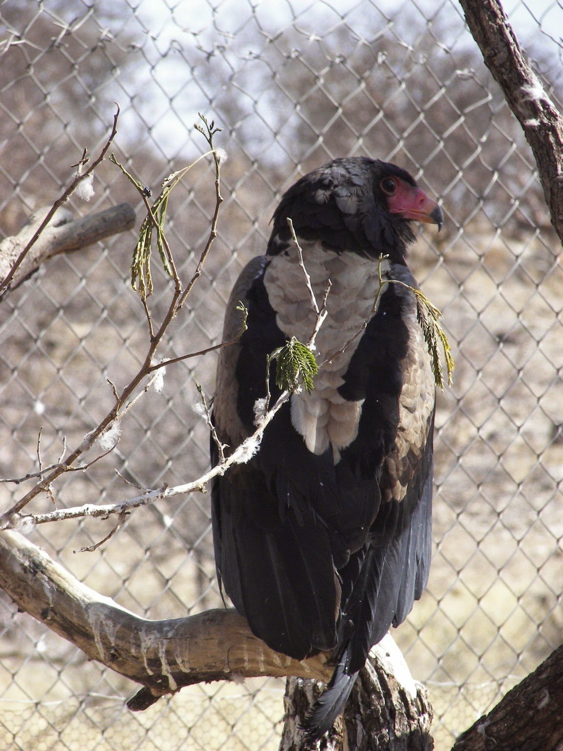 Bateleur-arend op tak in volière.