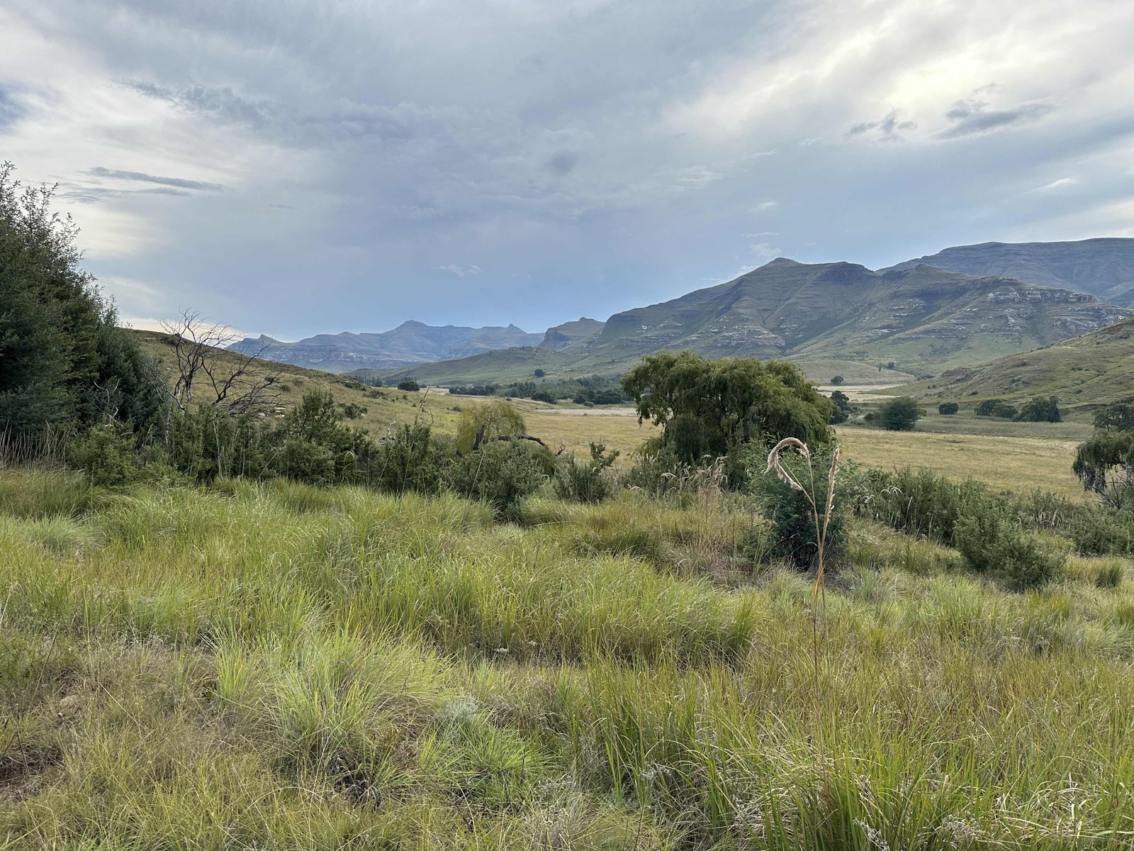 Red Mountain Lodge: savanne met bergen op achtergrond. 