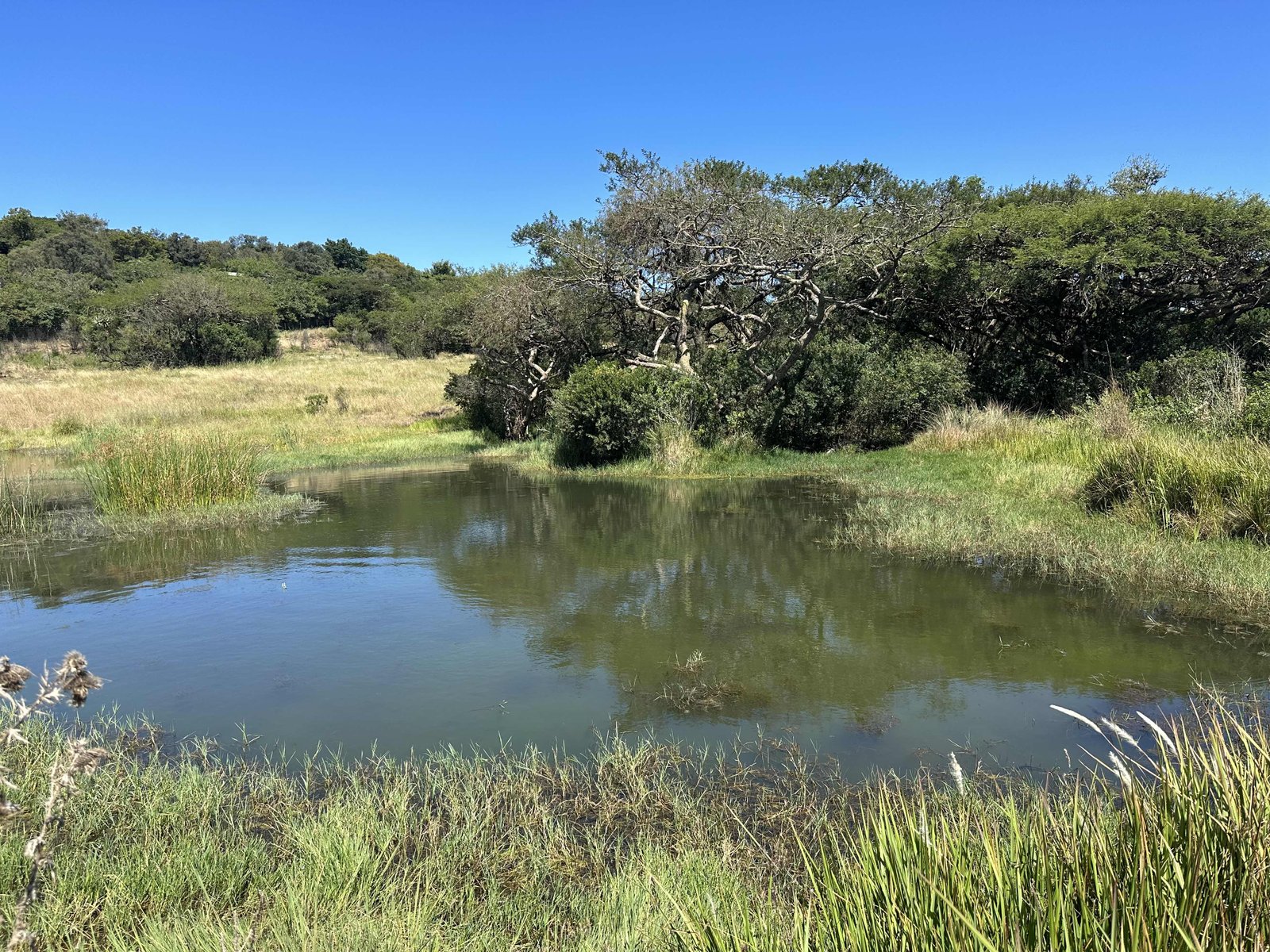 Vijver in Afrikaans landschap. 