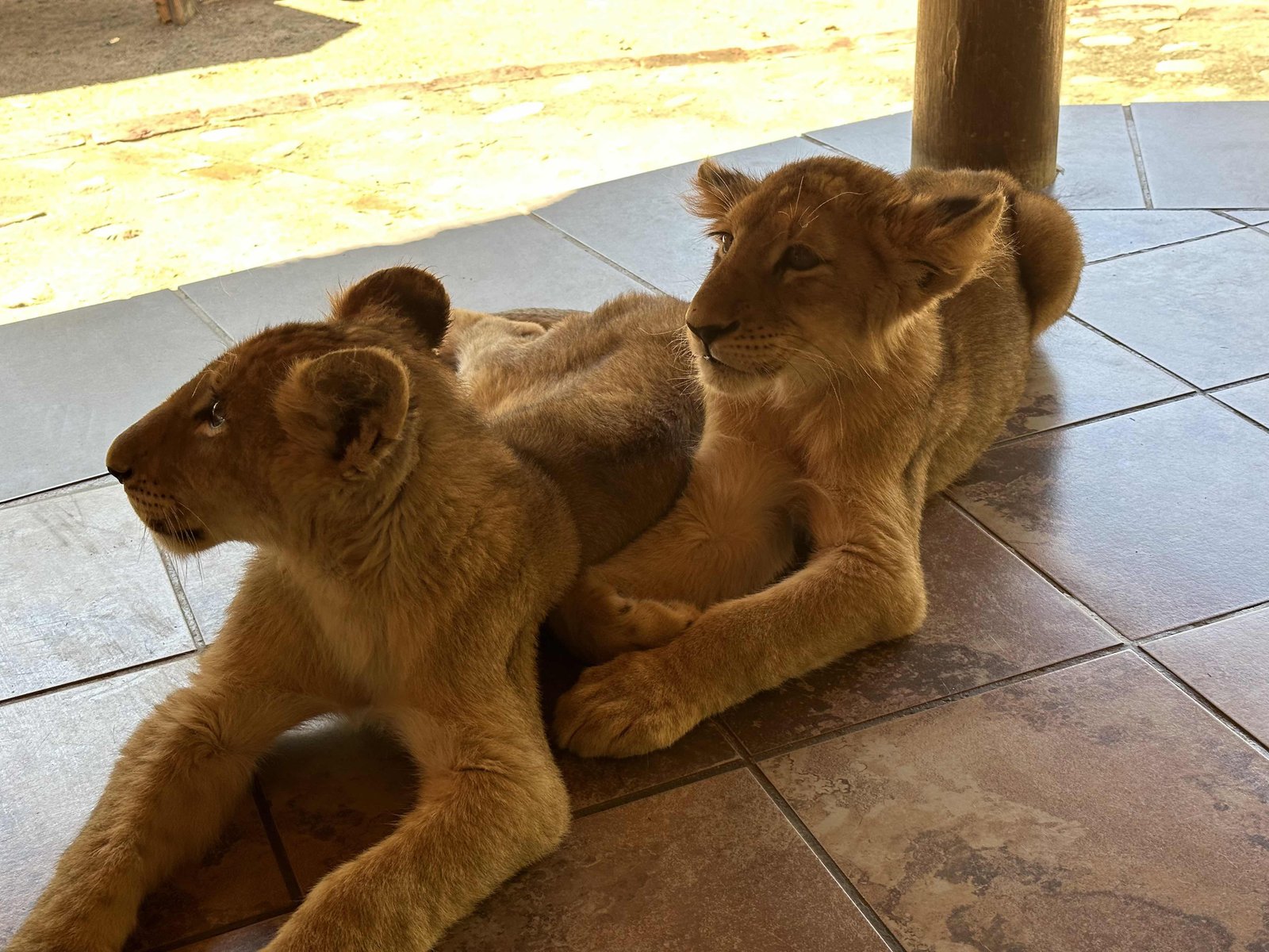 Ukutula lodge: twee leeuwenwelpjes.