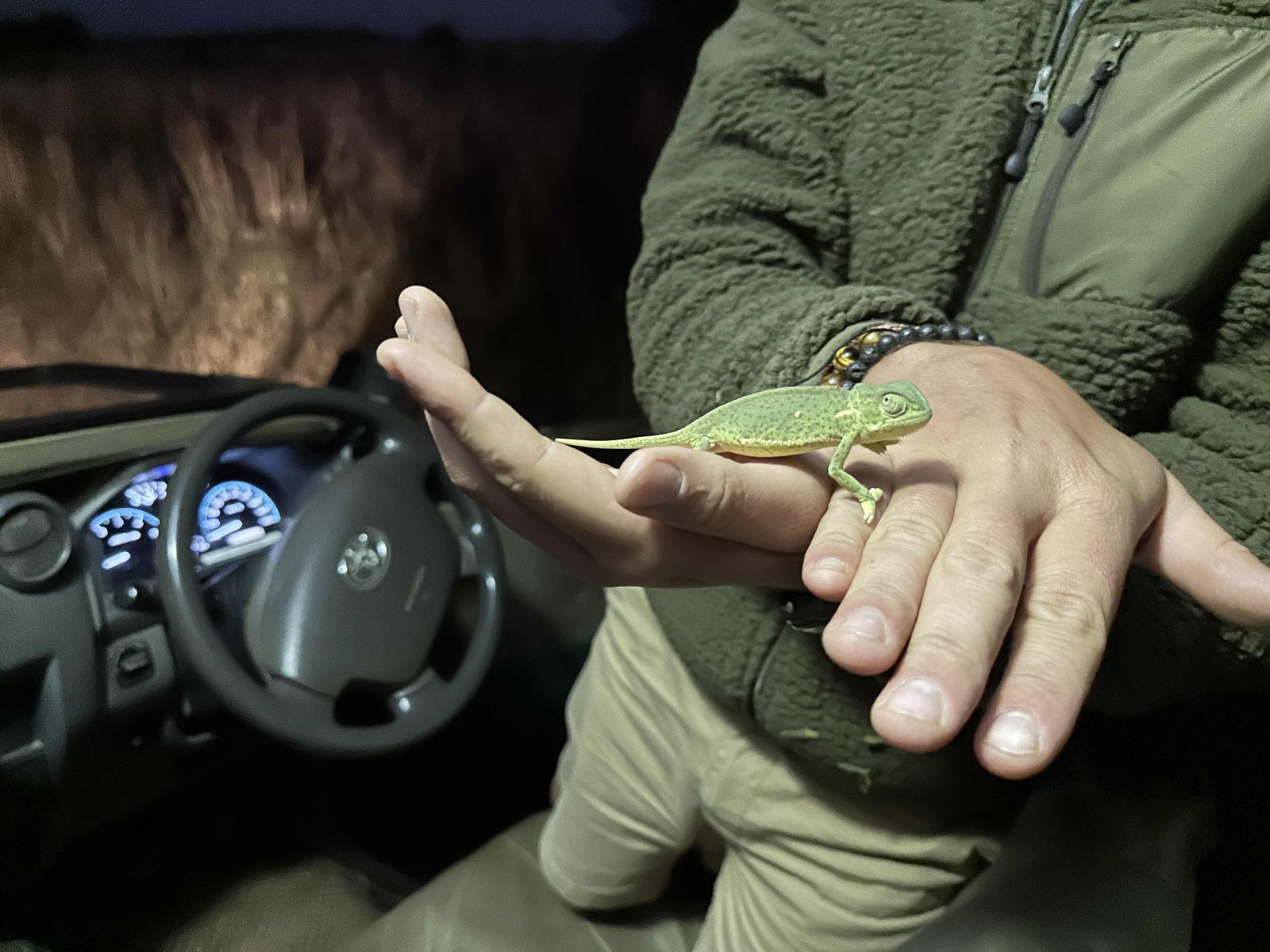 Groene Flapnek Chameleon op handpalm. 