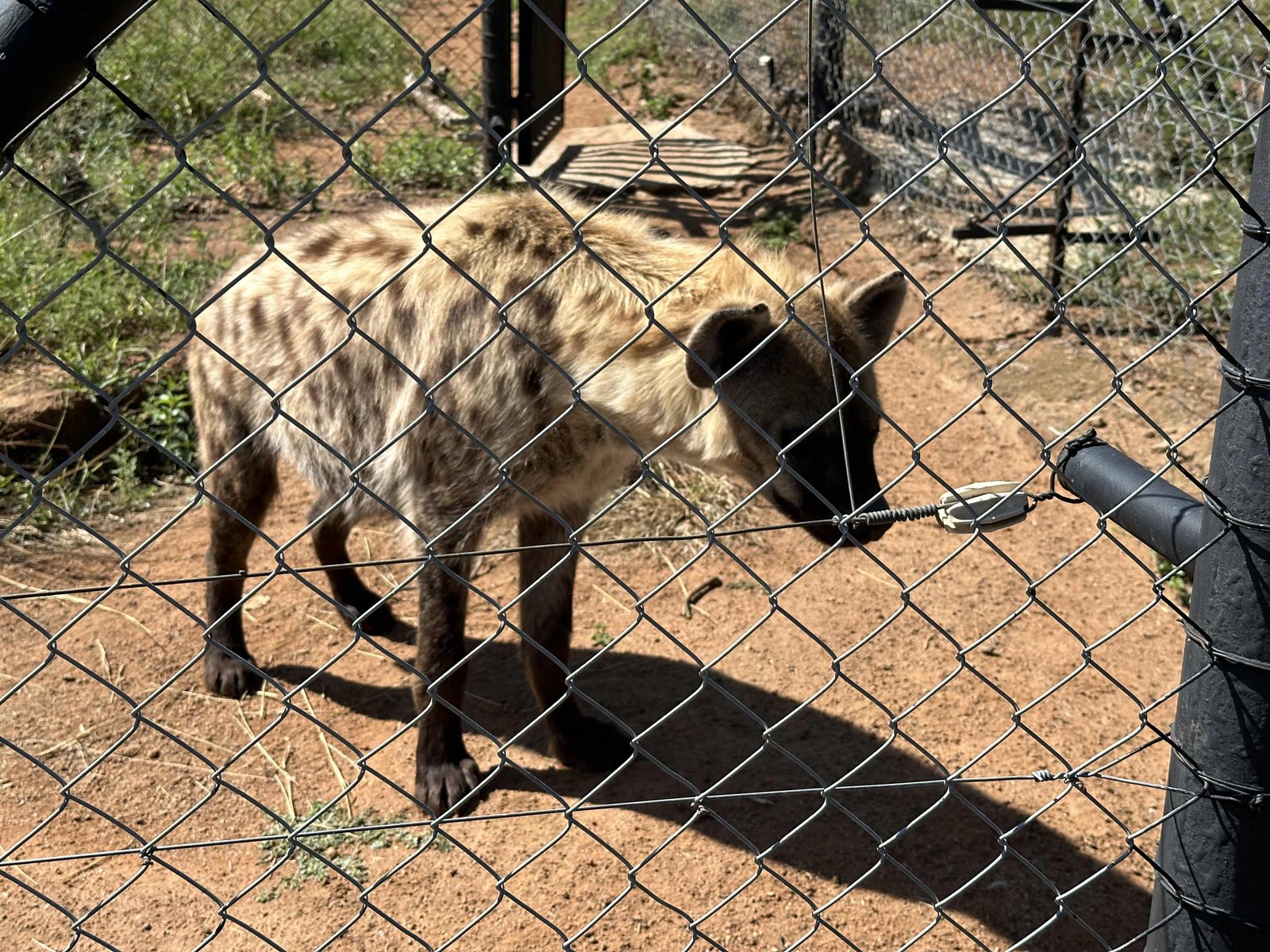 Ukutula lodge: hyena achter afsluiting. 