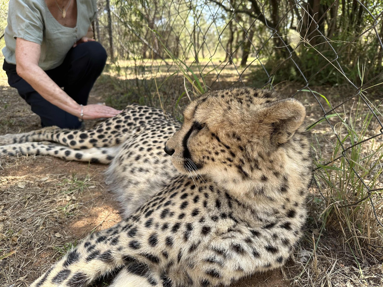 Ukutula lodge: close-up van jachtluipaard. 