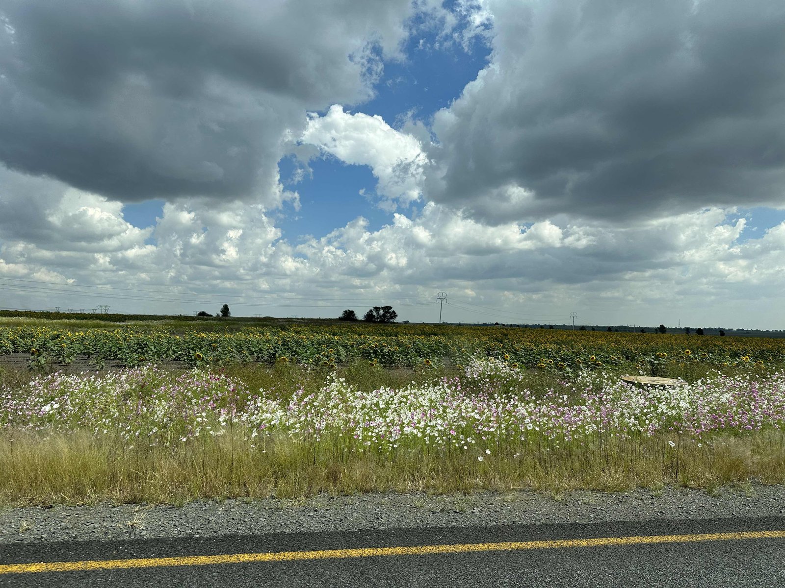 Petrus Steyn: dreigende luchten boven grasland.