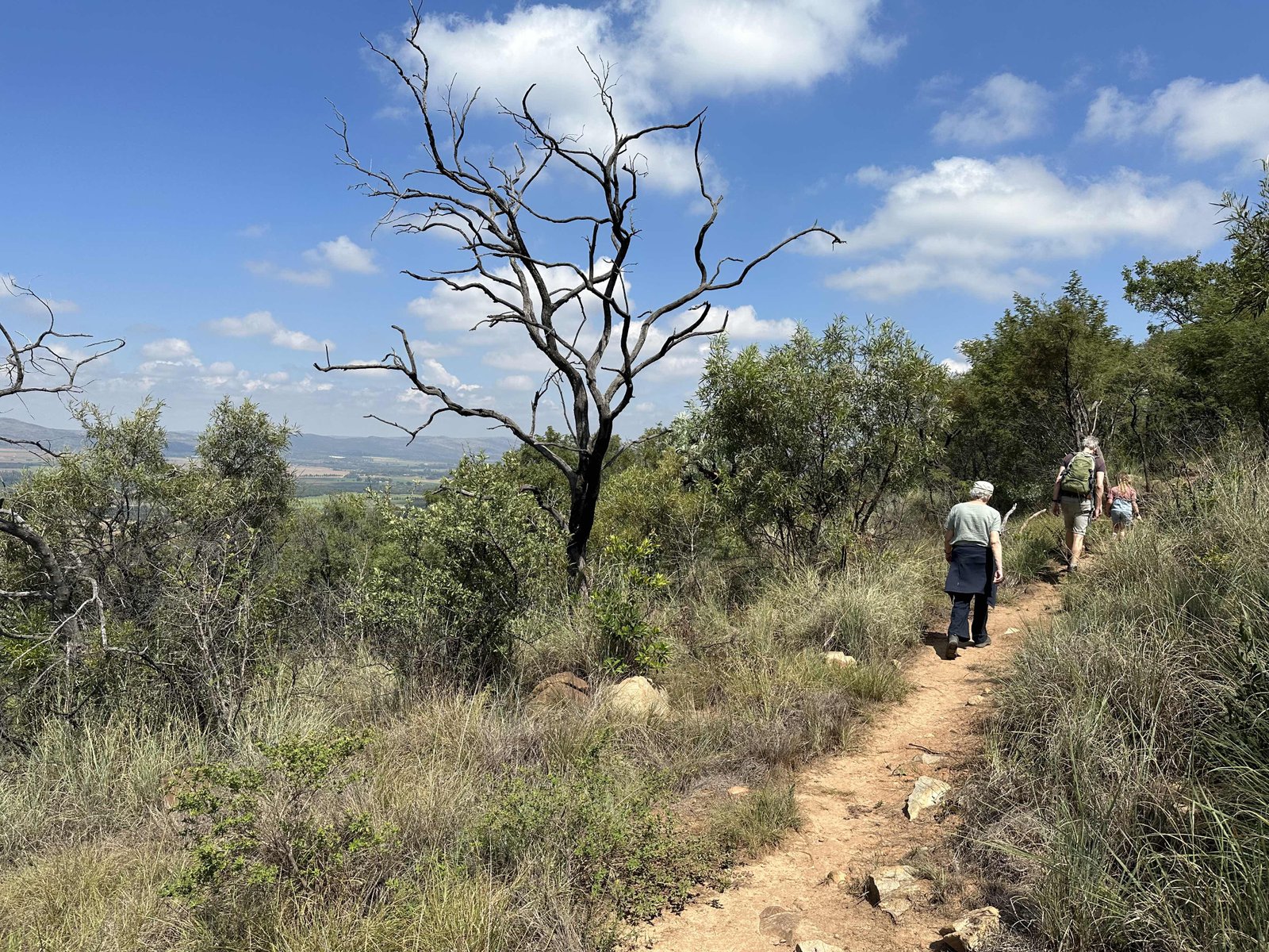 Vergenoeg, Magaliesberg: berghelling met dode bomm en toeristen op wandelpad rechts.