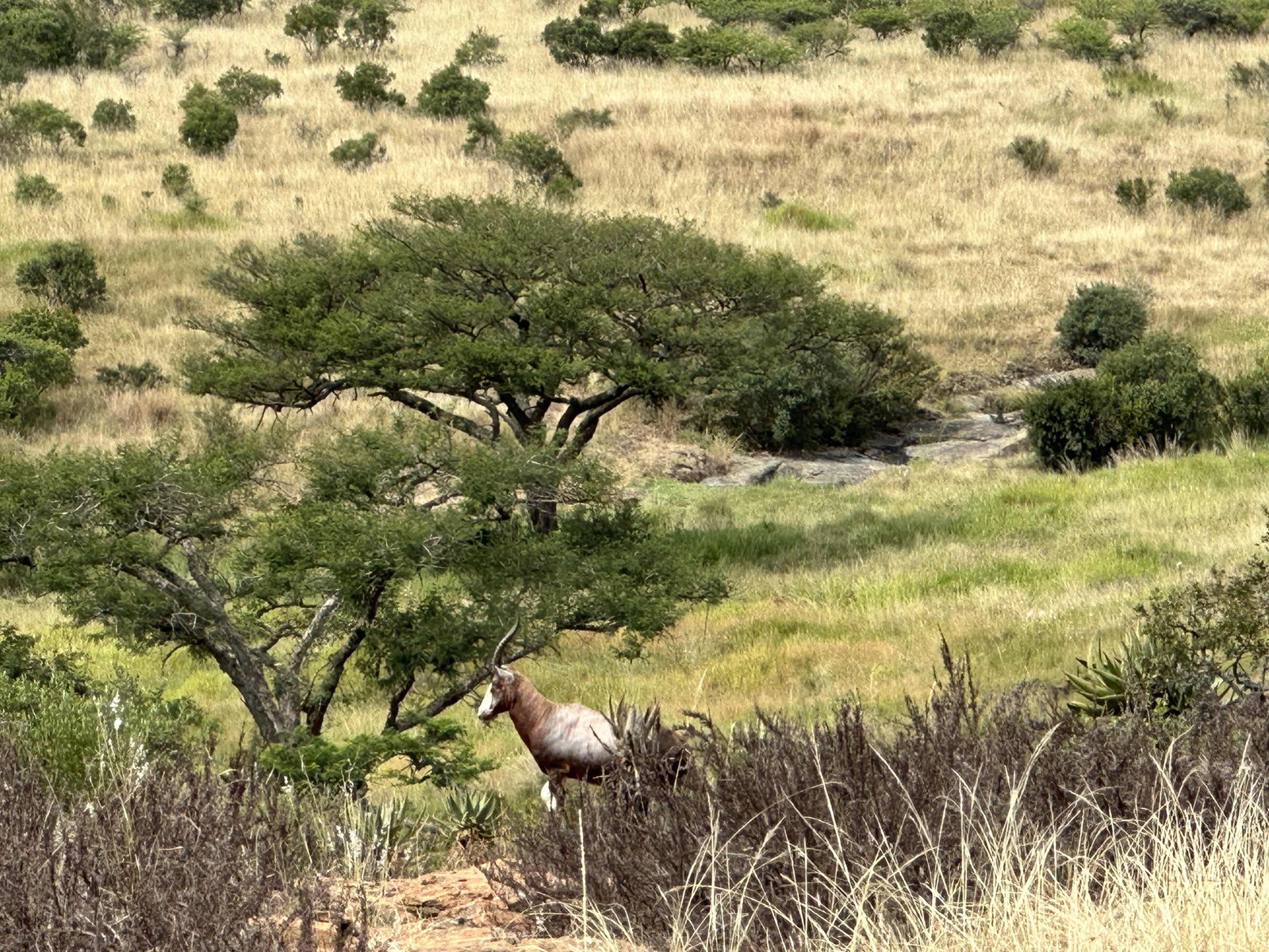 Savanne met rood hartebeest. 